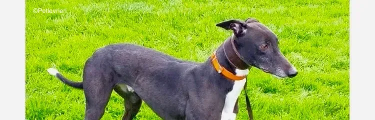 tommy adozione levrieri greyhound 1