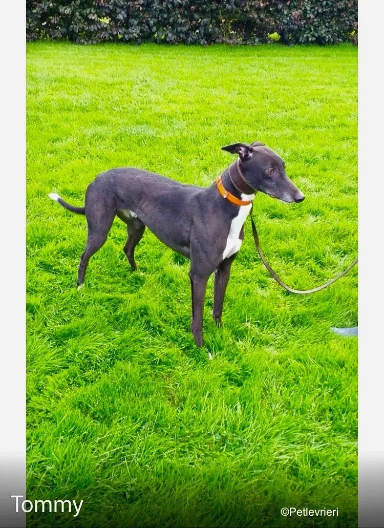 tommy adozione levrieri greyhound 2