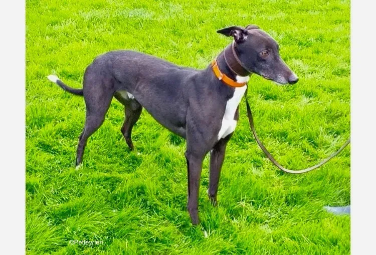 tommy adozione levrieri greyhound 3