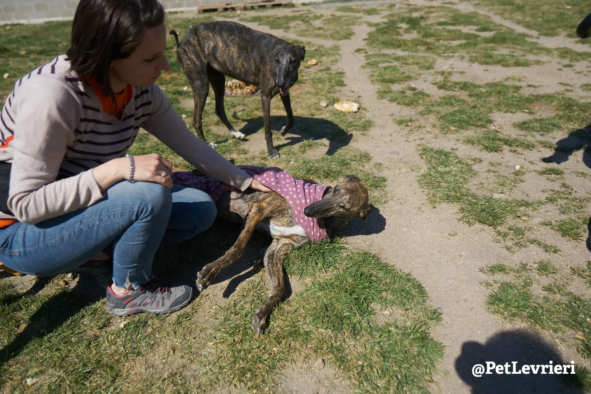 tormenta adozione galgo 1