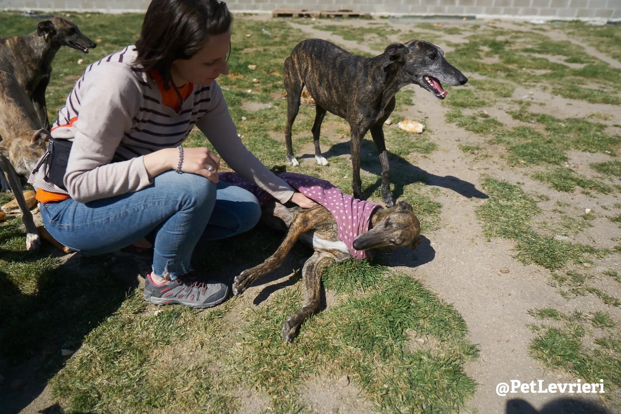 tormenta adozione galgo 2