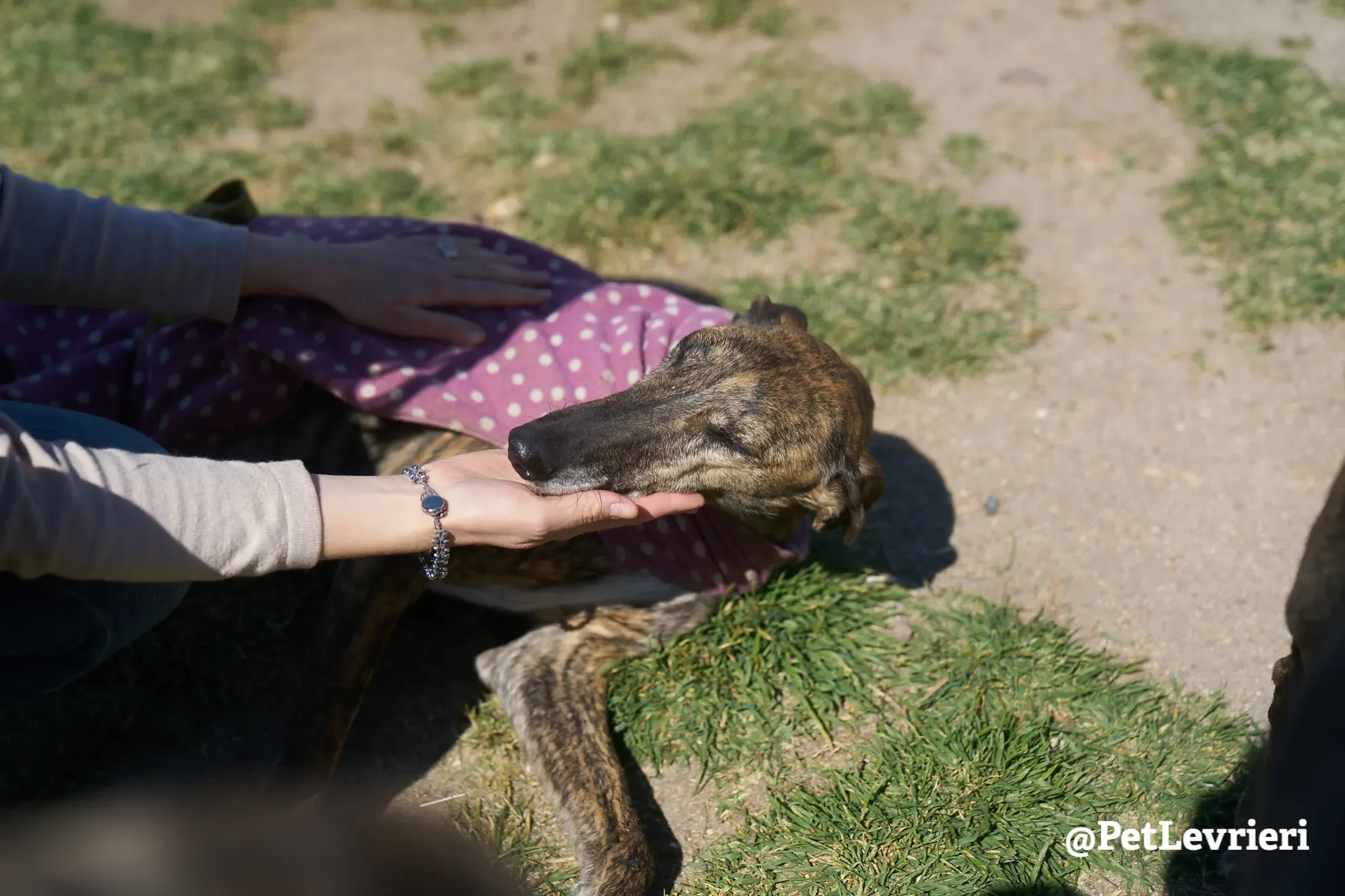 tormenta adozione galgo 3