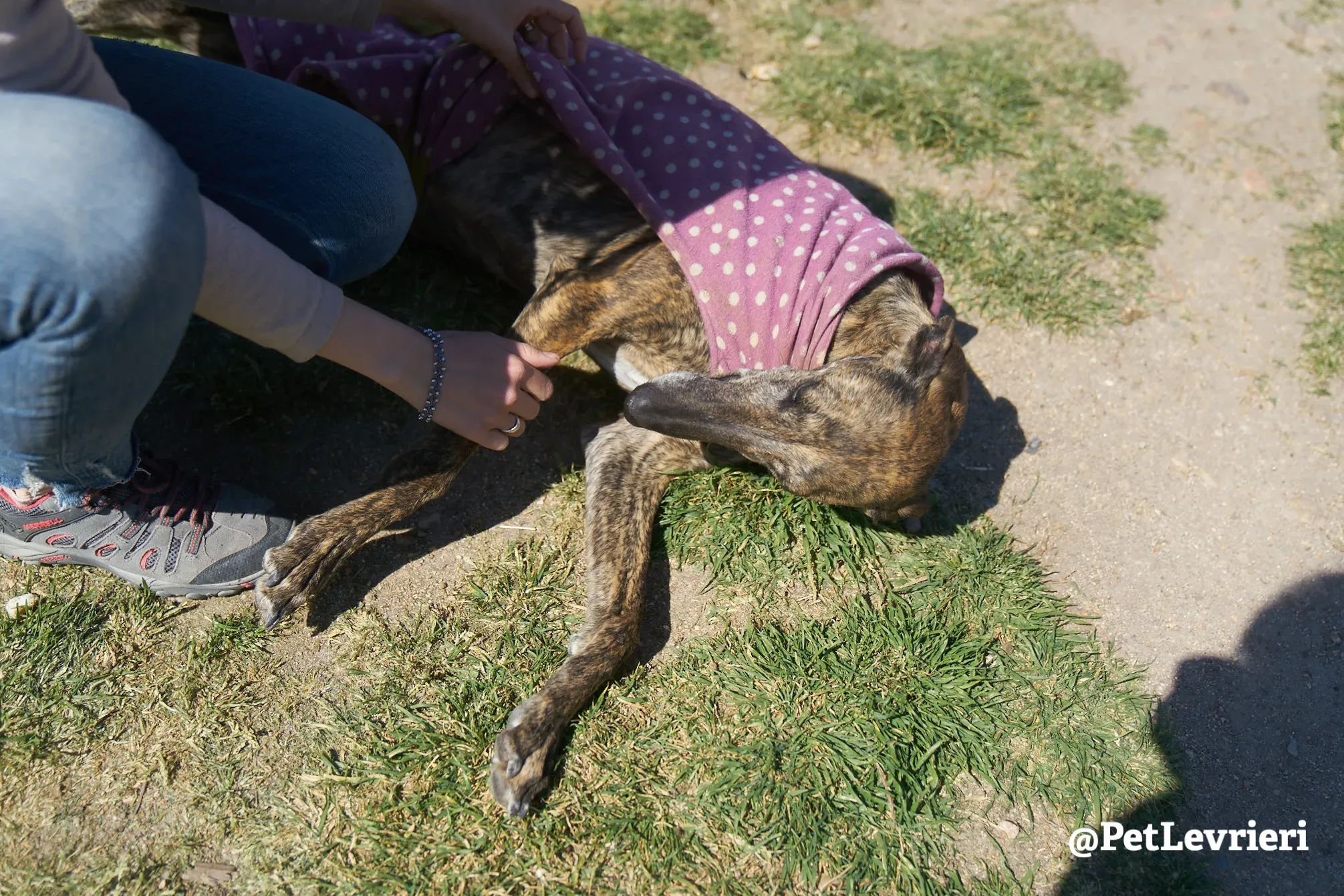 tormenta adozione galgo 4