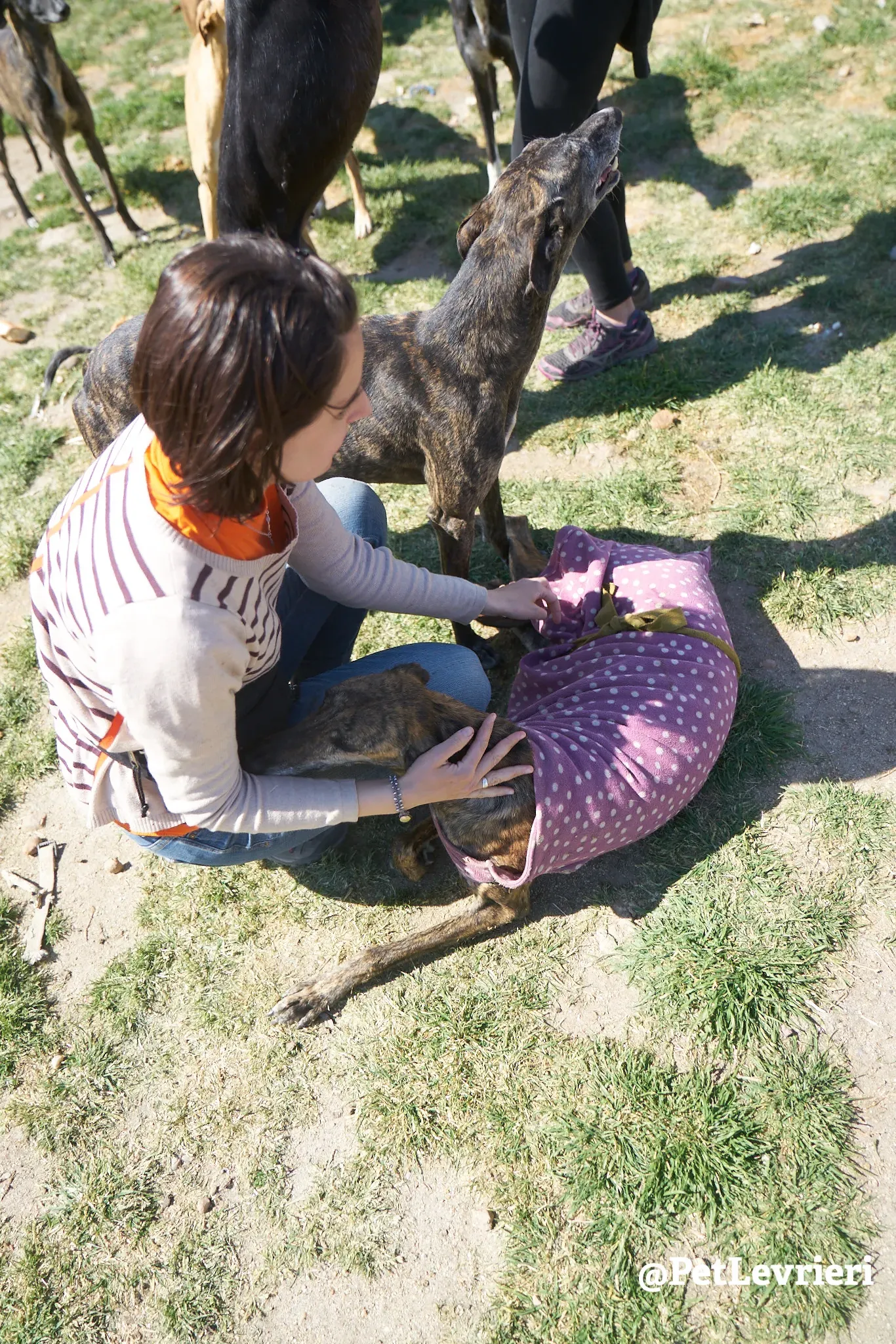 tormenta adozione galgo 5