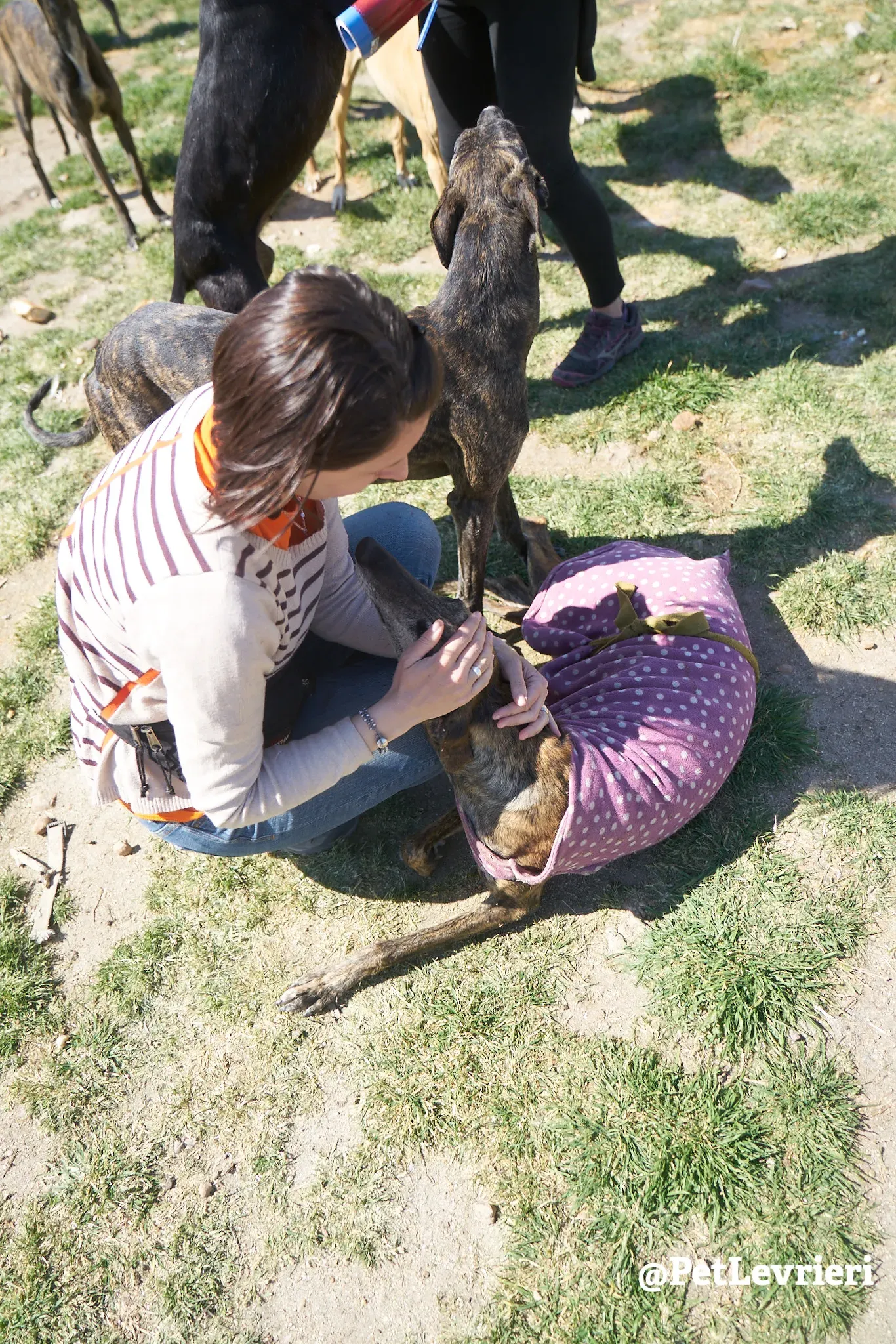 tormenta adozione galgo 6