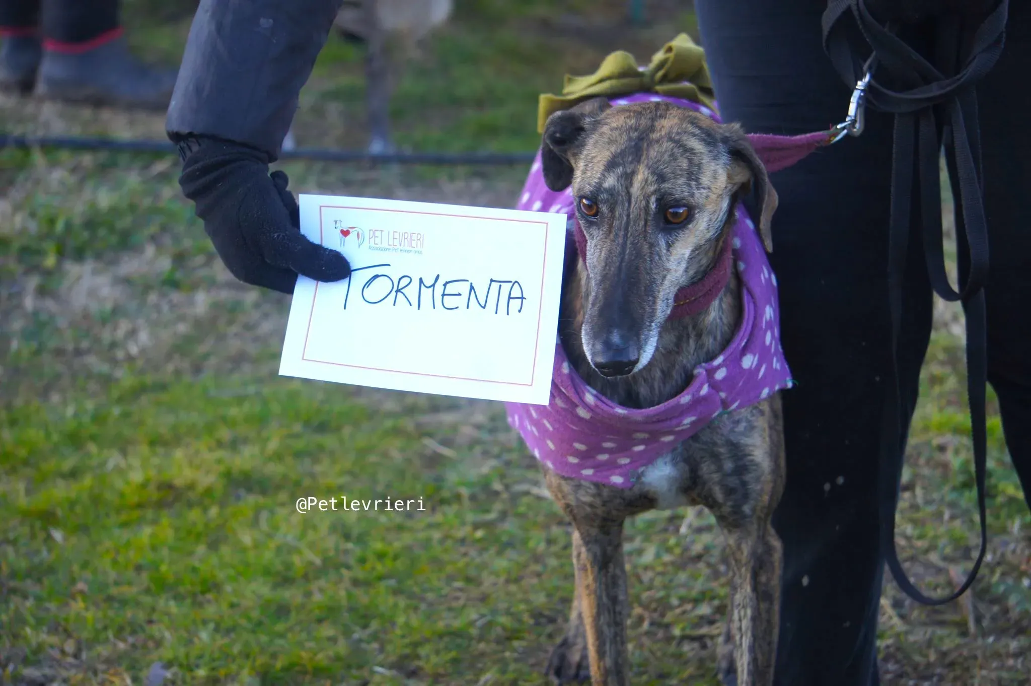 tormenta adozione levrieri galgo 1