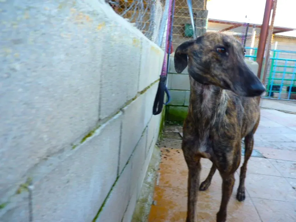 tormenta adozione levrieri galgo 11