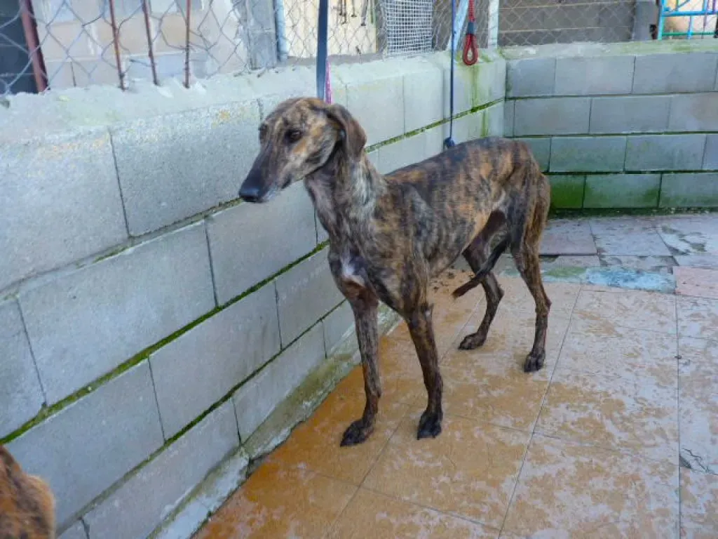 tormenta adozione levrieri galgo 13