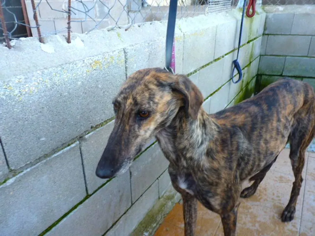 tormenta adozione levrieri galgo 14