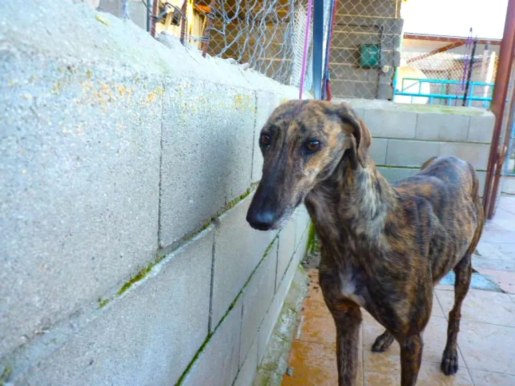 tormenta adozione levrieri galgo 15