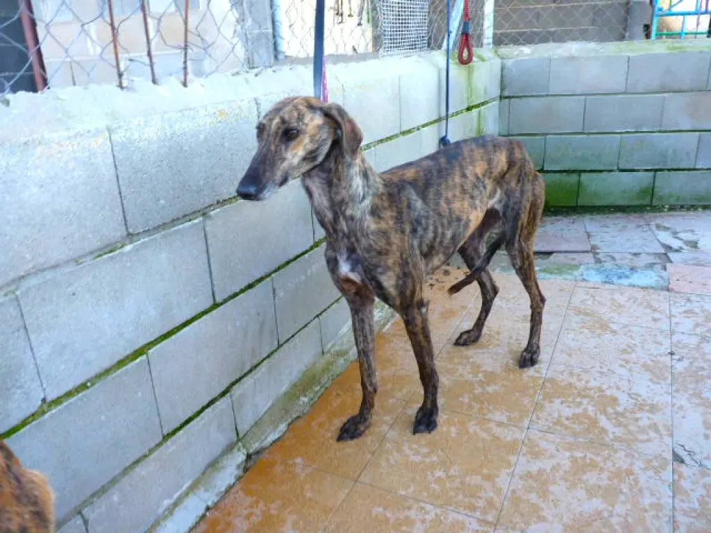 tormenta adozione levrieri galgo 16