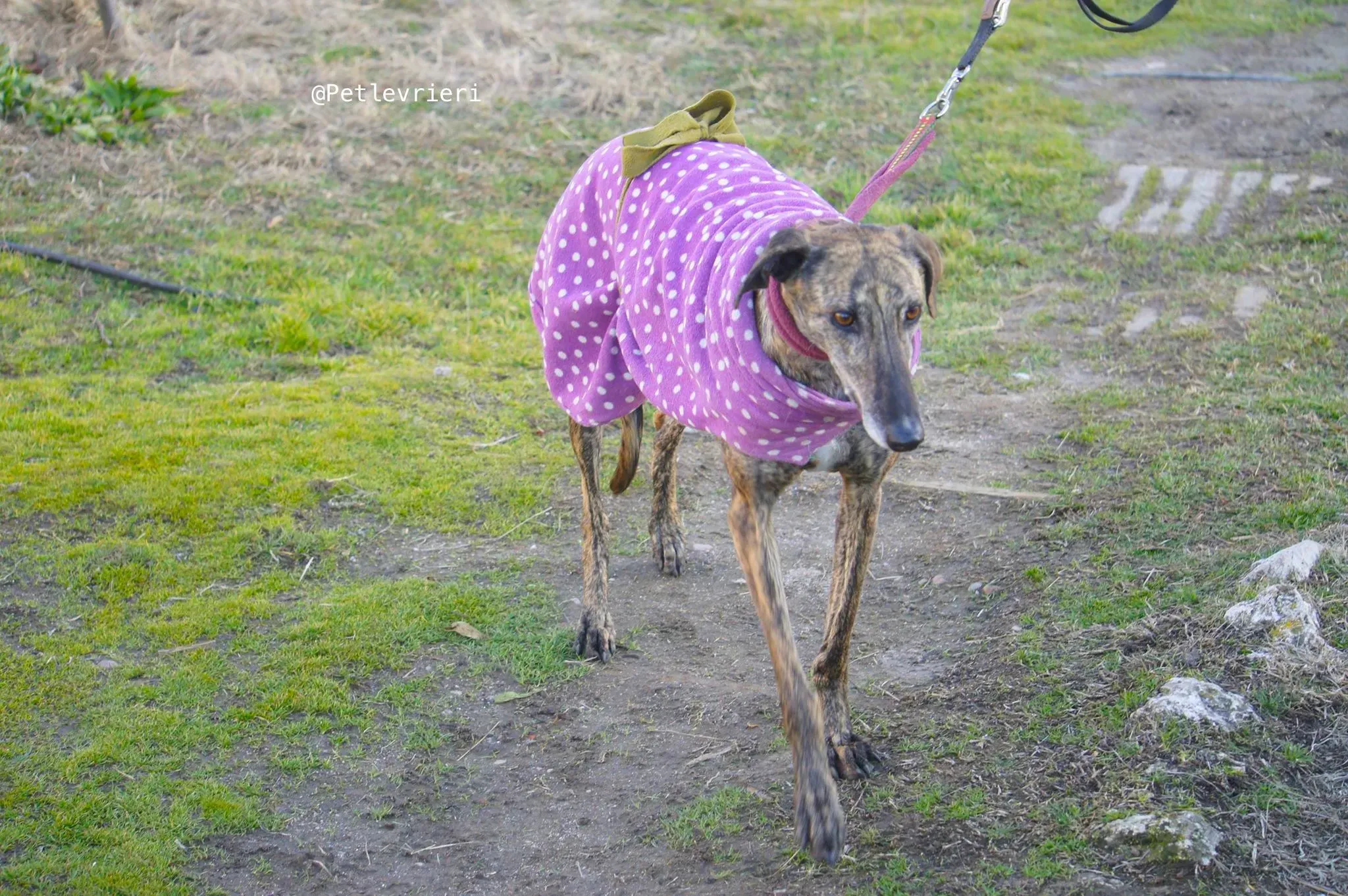 tormenta adozione levrieri galgo 2
