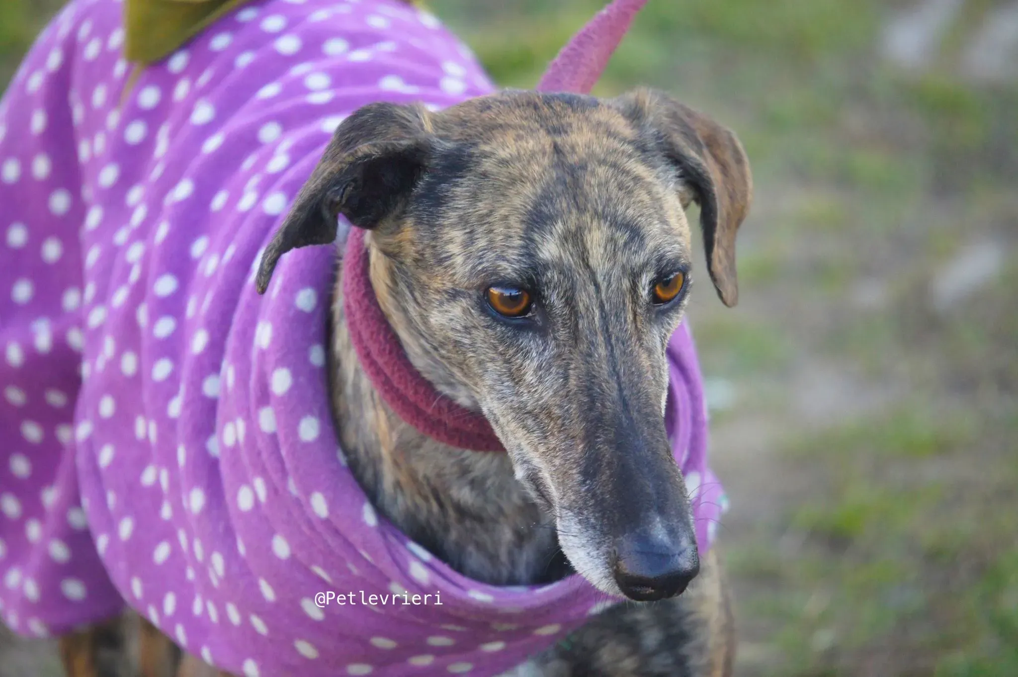 tormenta adozione levrieri galgo 3