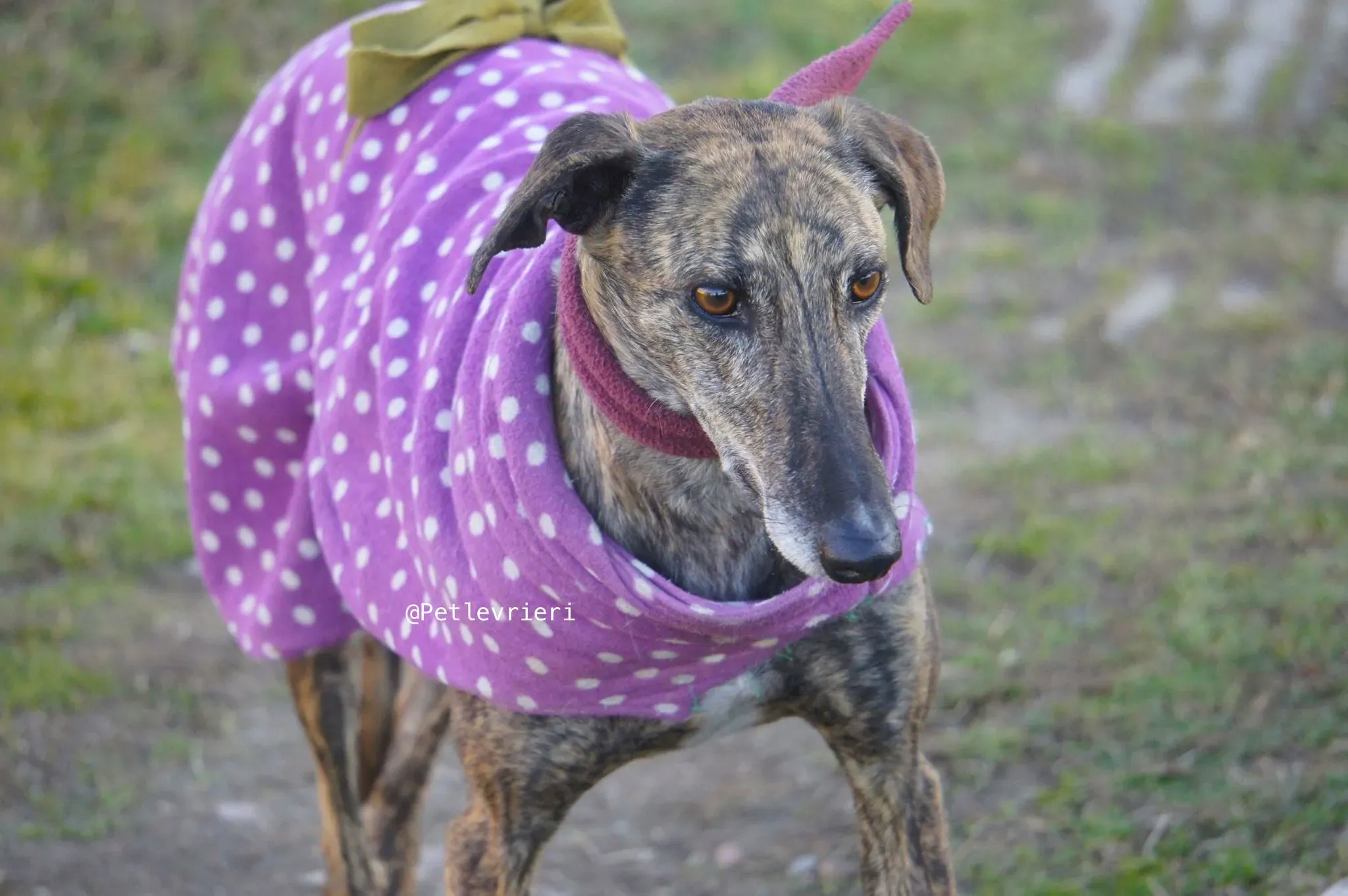 tormenta adozione levrieri galgo 4