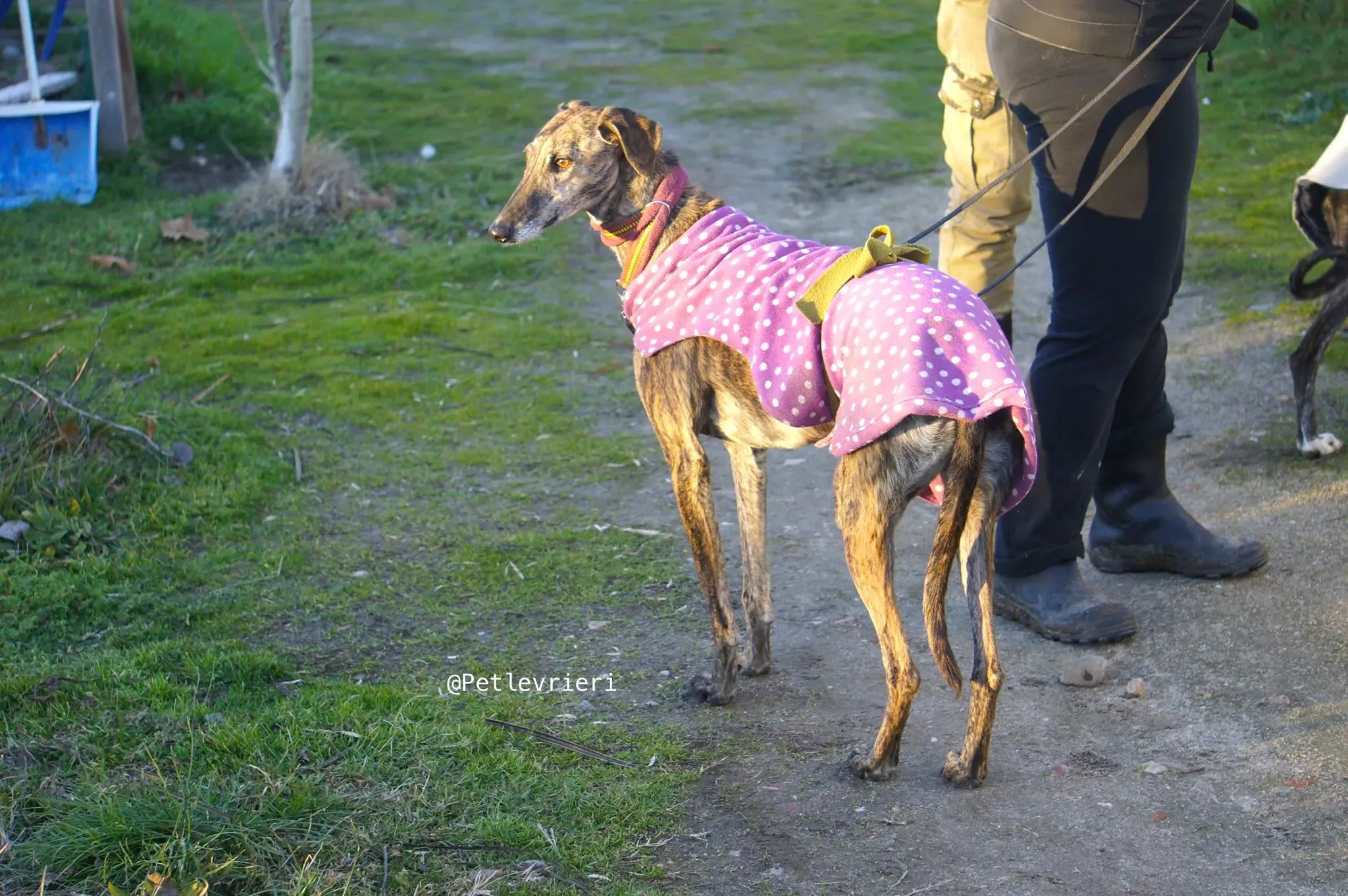 tormenta adozione levrieri galgo 5