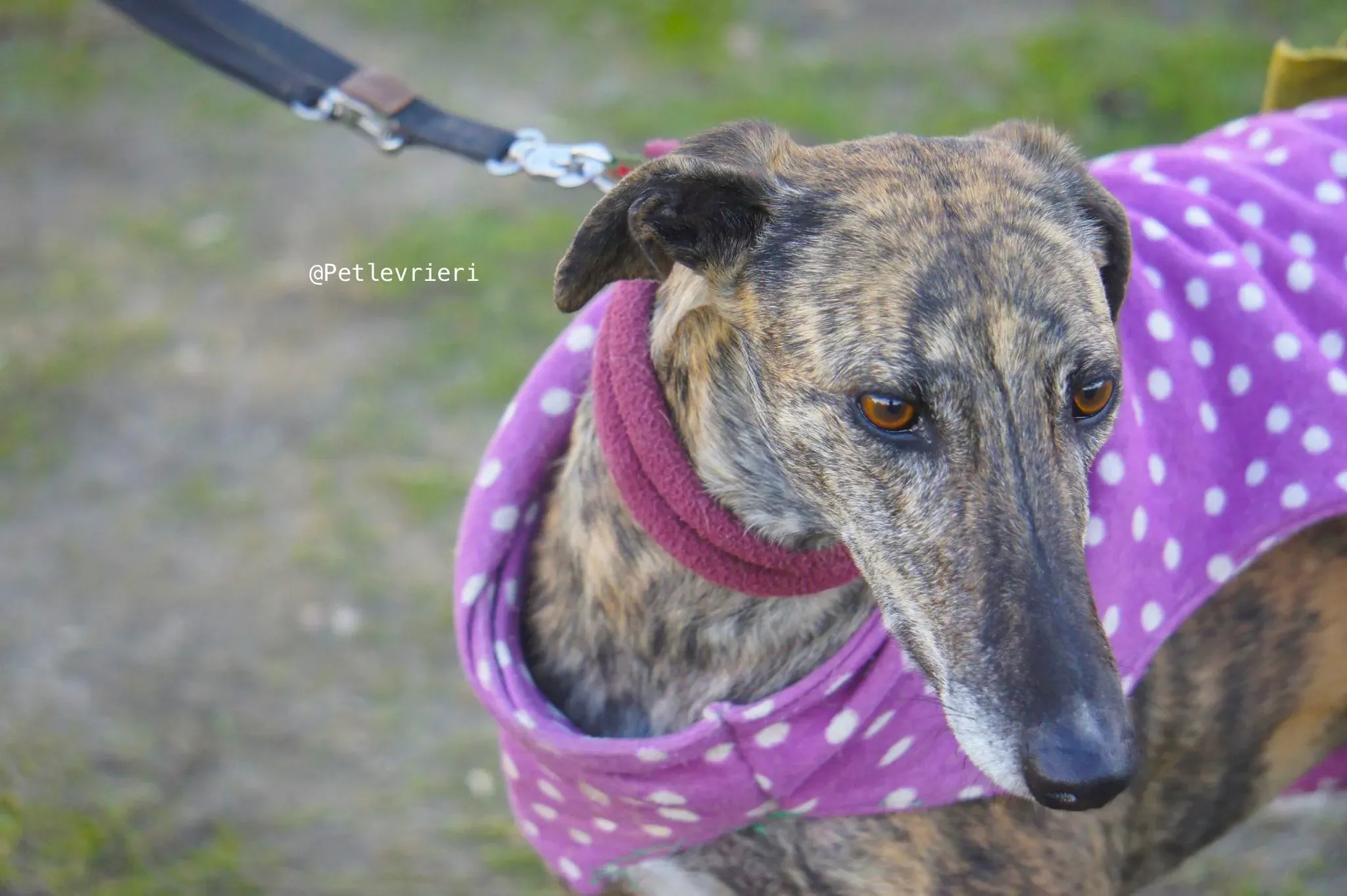 tormenta adozione levrieri galgo 7