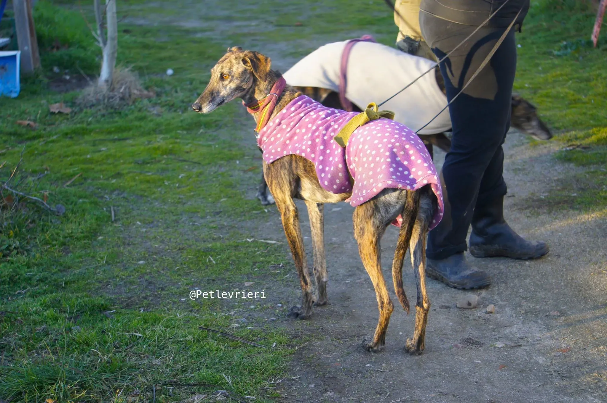 tormenta adozione levrieri galgo 8