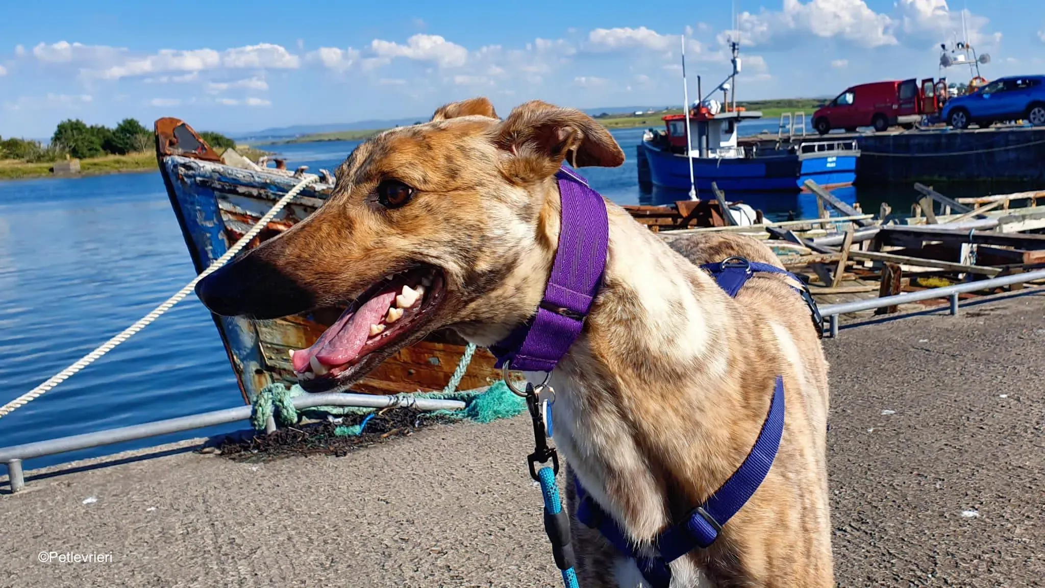 tormund adozione levrieri greyhound 1