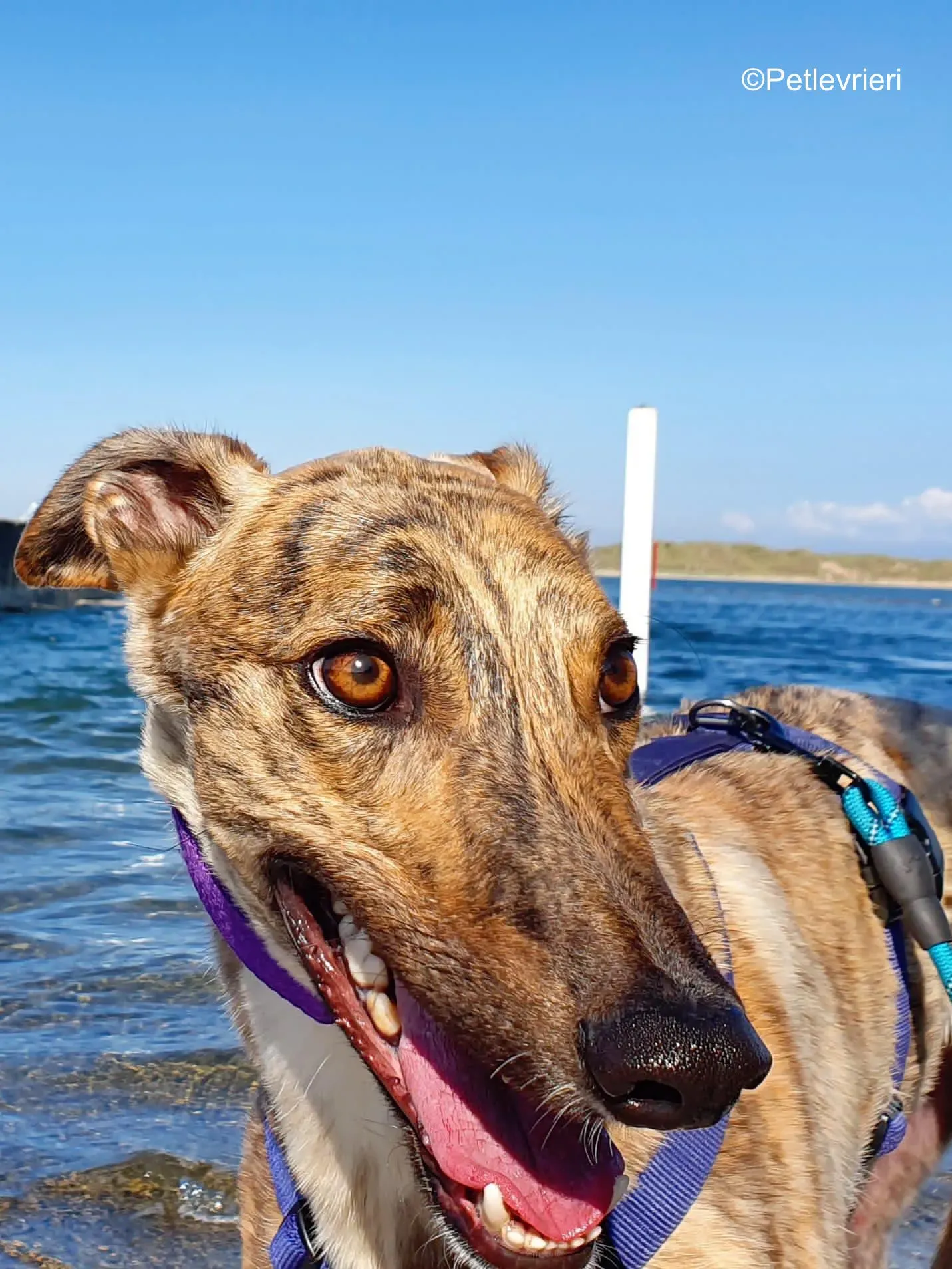 tormund adozione levrieri greyhound 2
