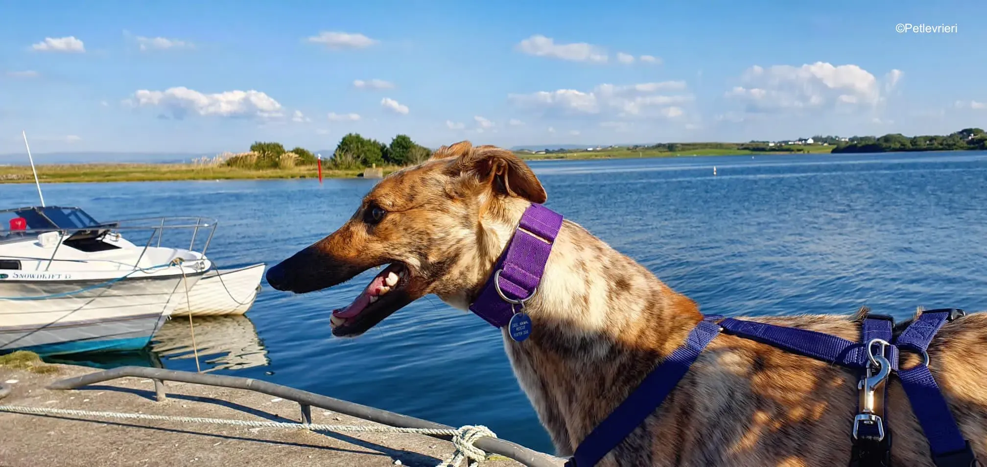 tormund adozione levrieri greyhound 3