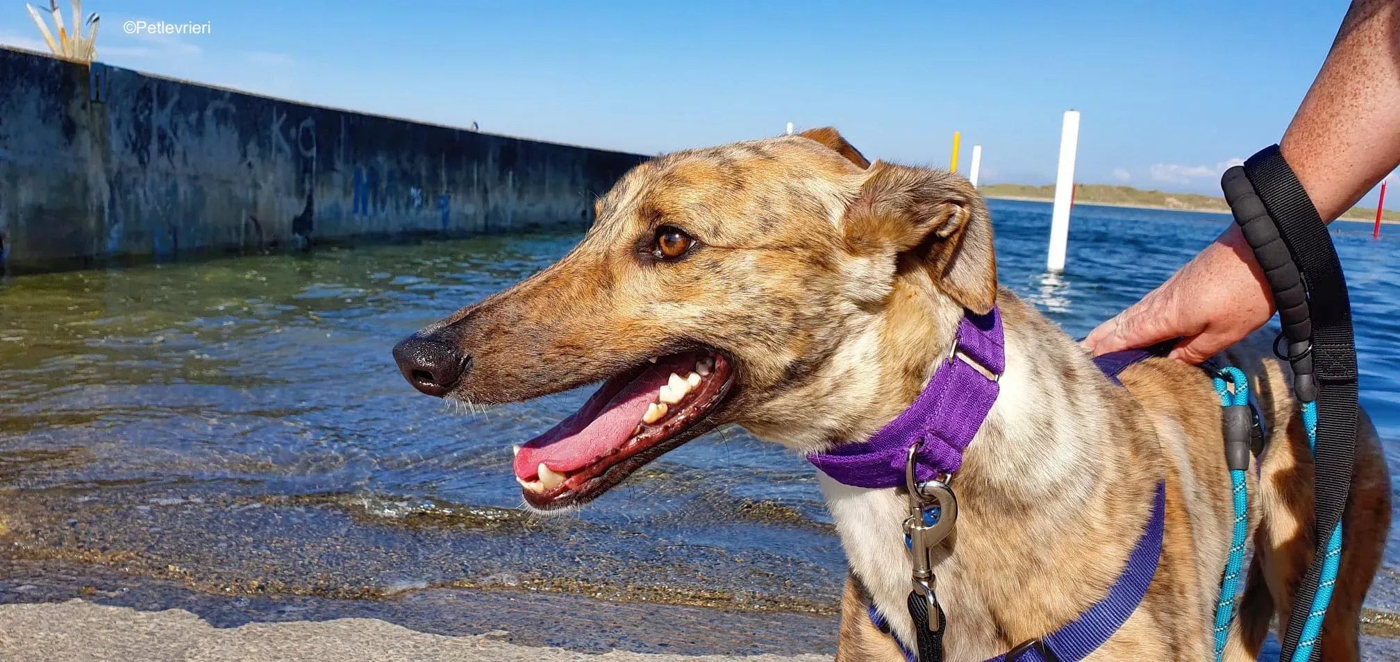 tormund adozione levrieri greyhound 4