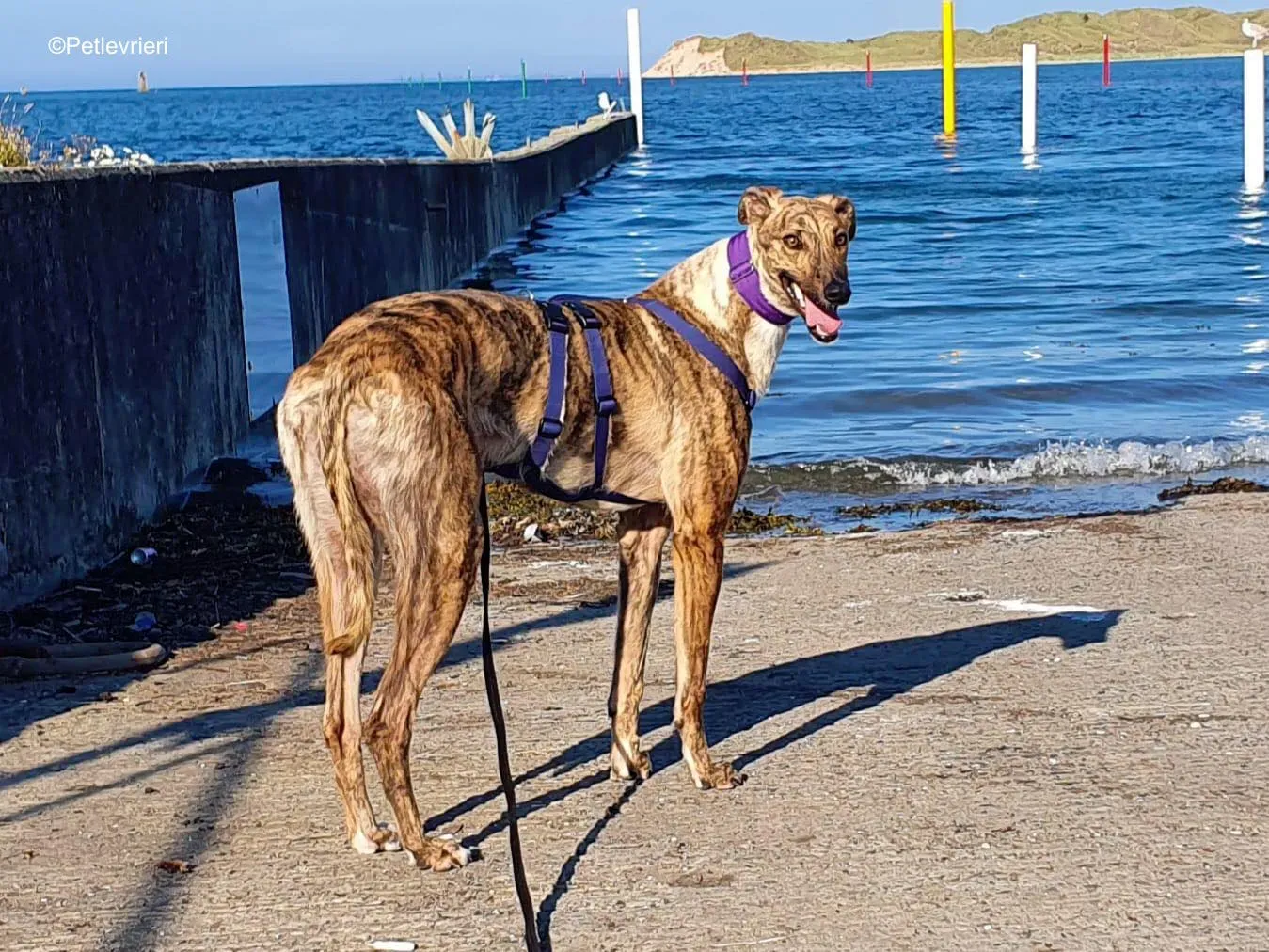 tormund adozione levrieri greyhound 5