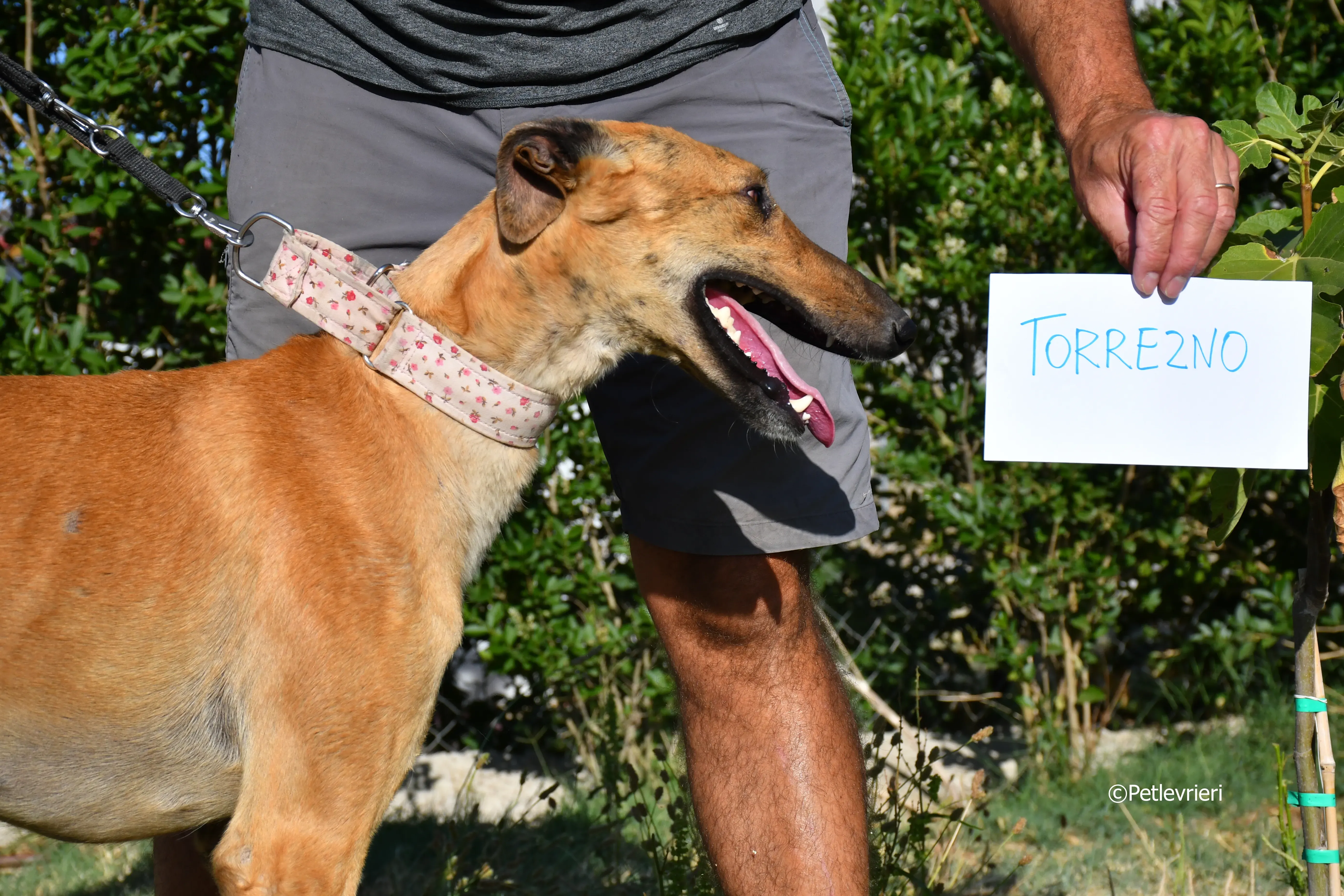 torrezno adozione levrieri galgo 1