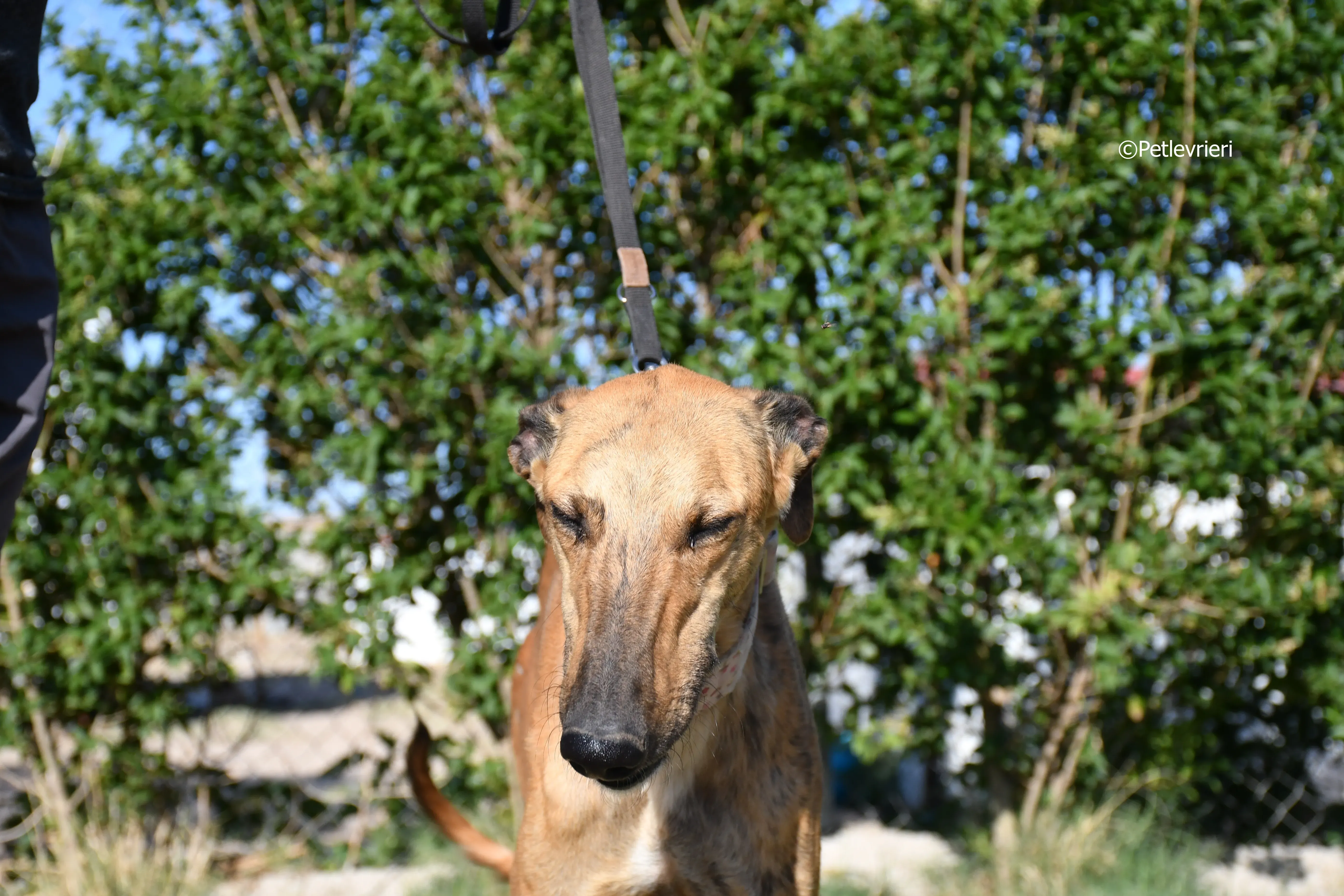 torrezno adozione levrieri galgo 12