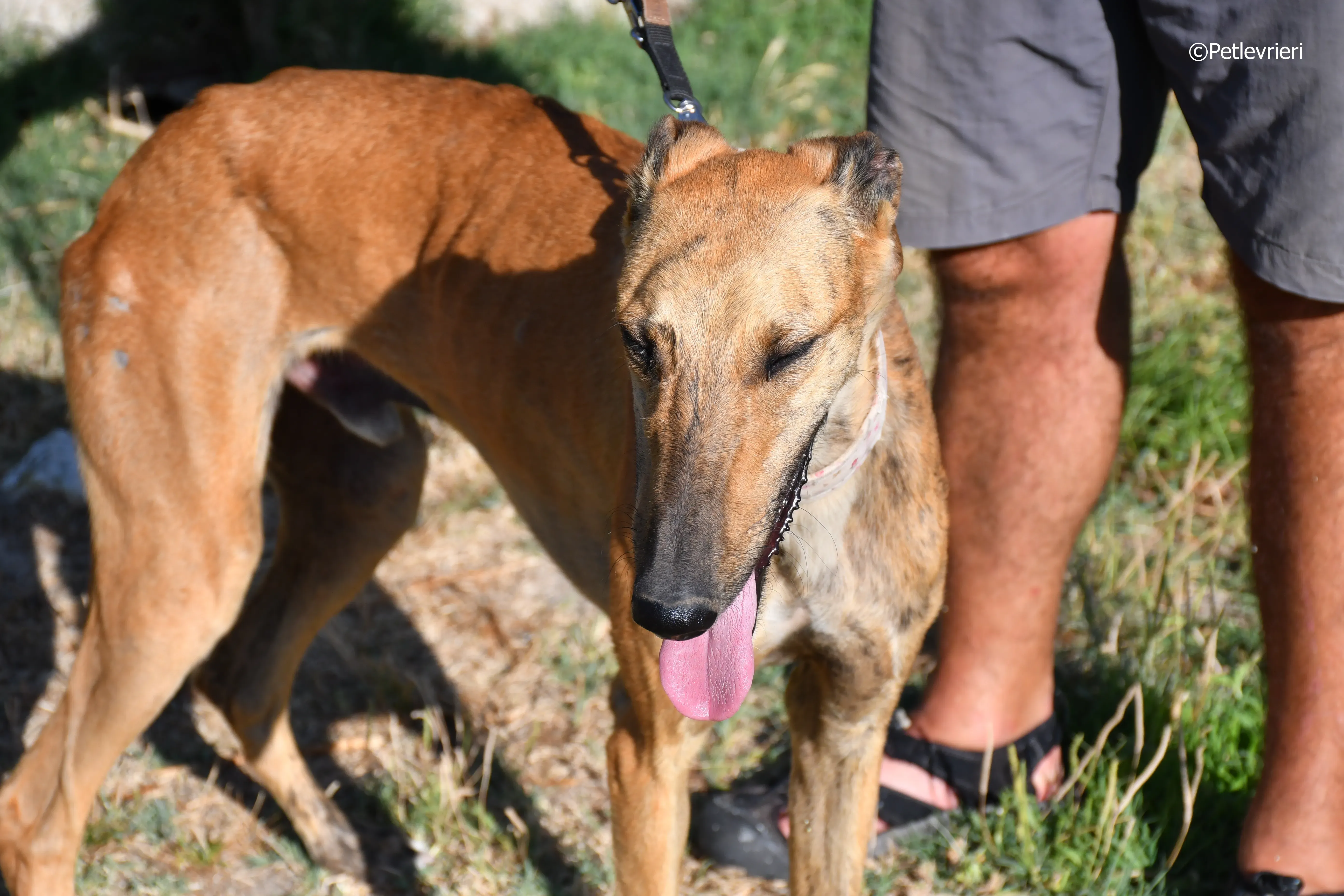 torrezno adozione levrieri galgo 13