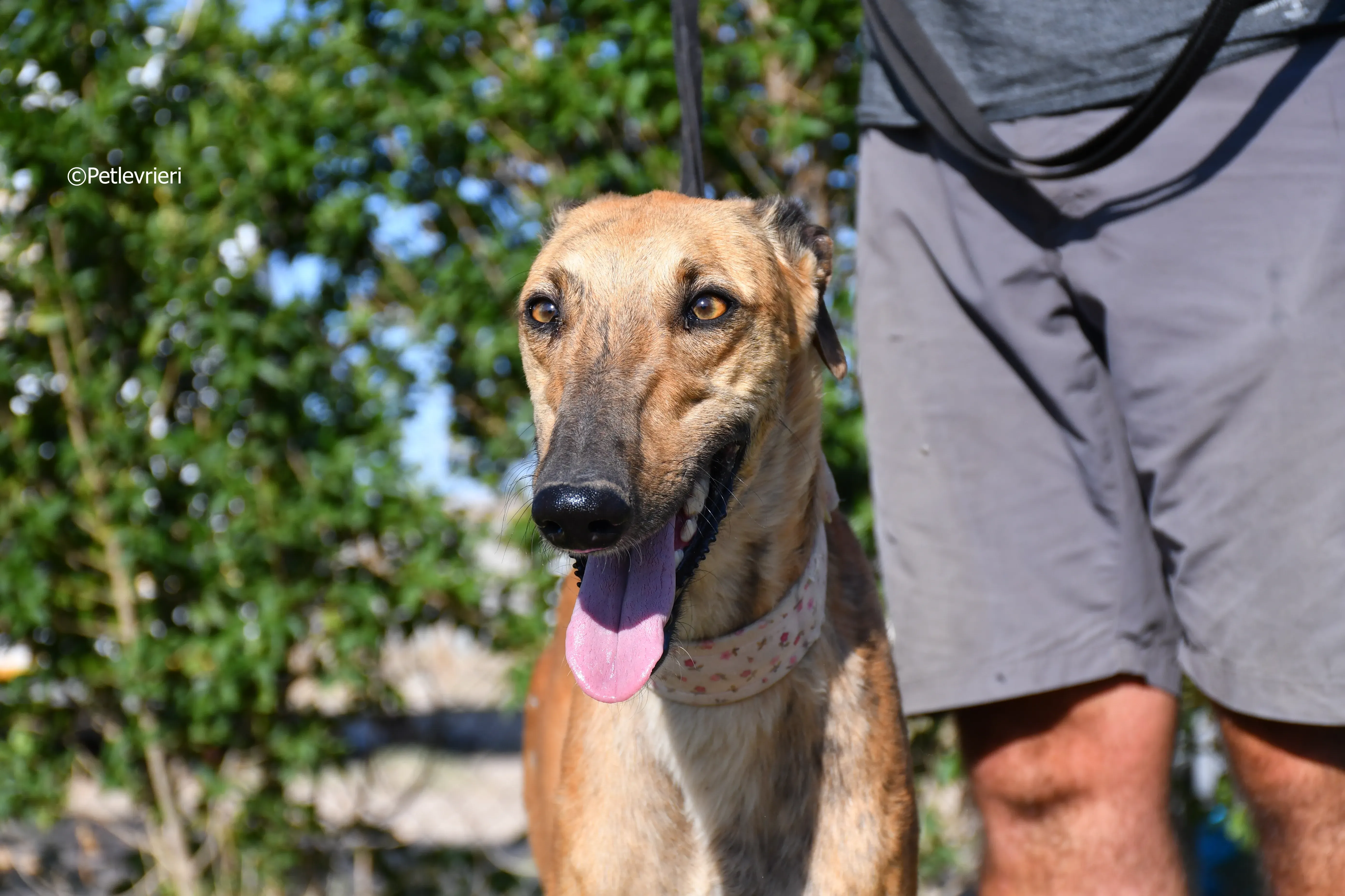 torrezno adozione levrieri galgo 5