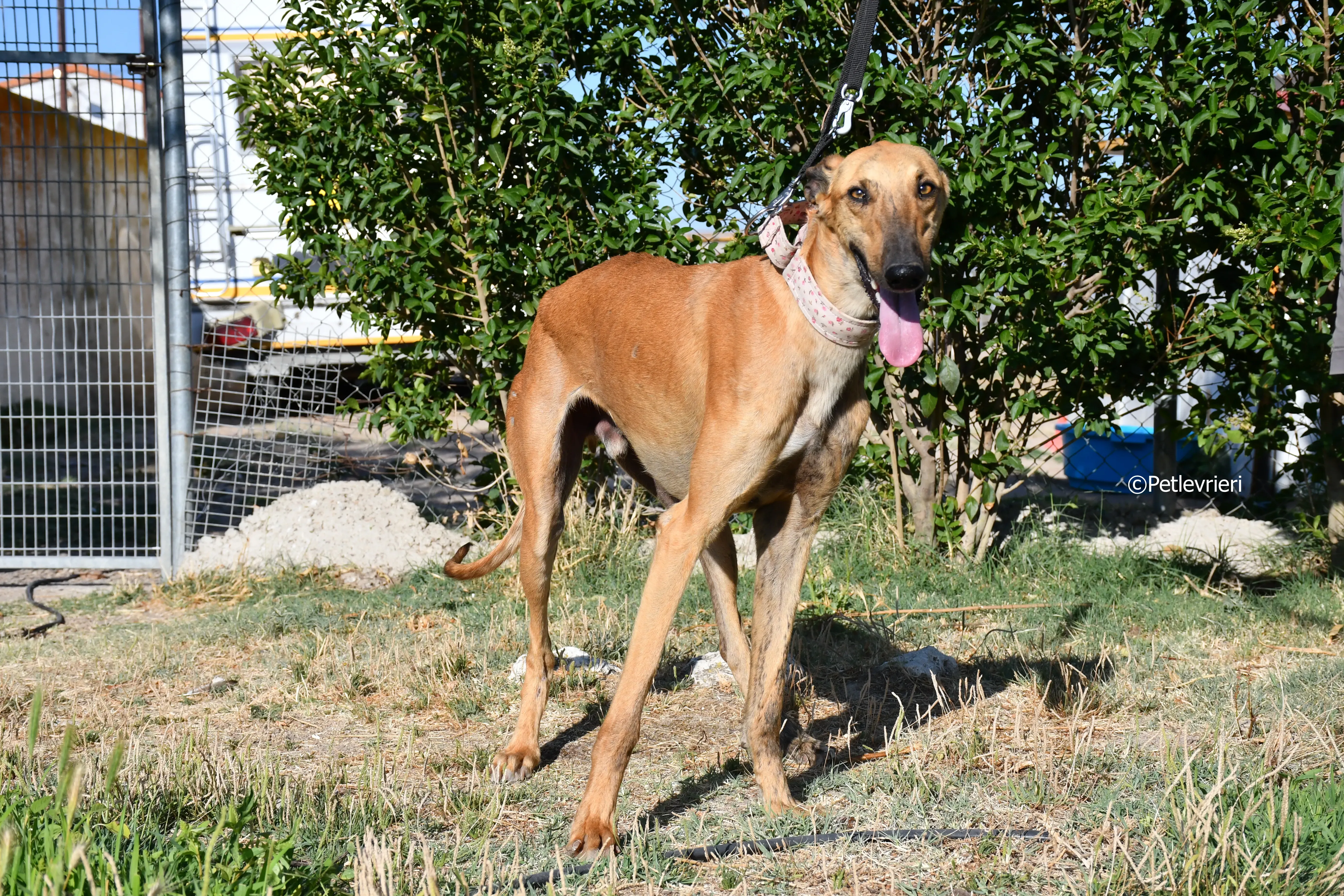 torrezno adozione levrieri galgo 7