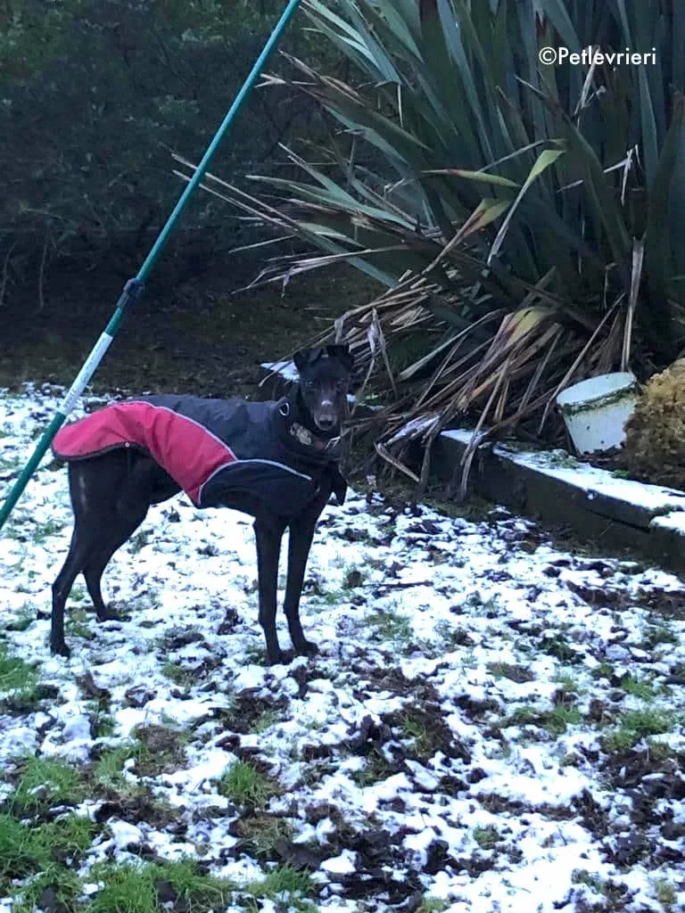 tosca adozione levrieri greyhound 1 2