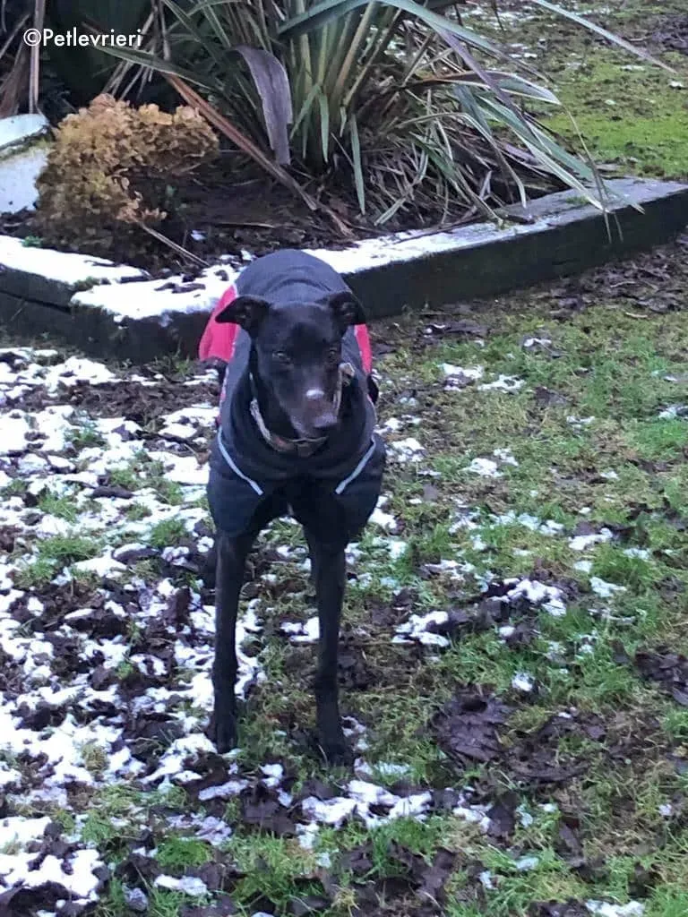 tosca adozione levrieri greyhound 2