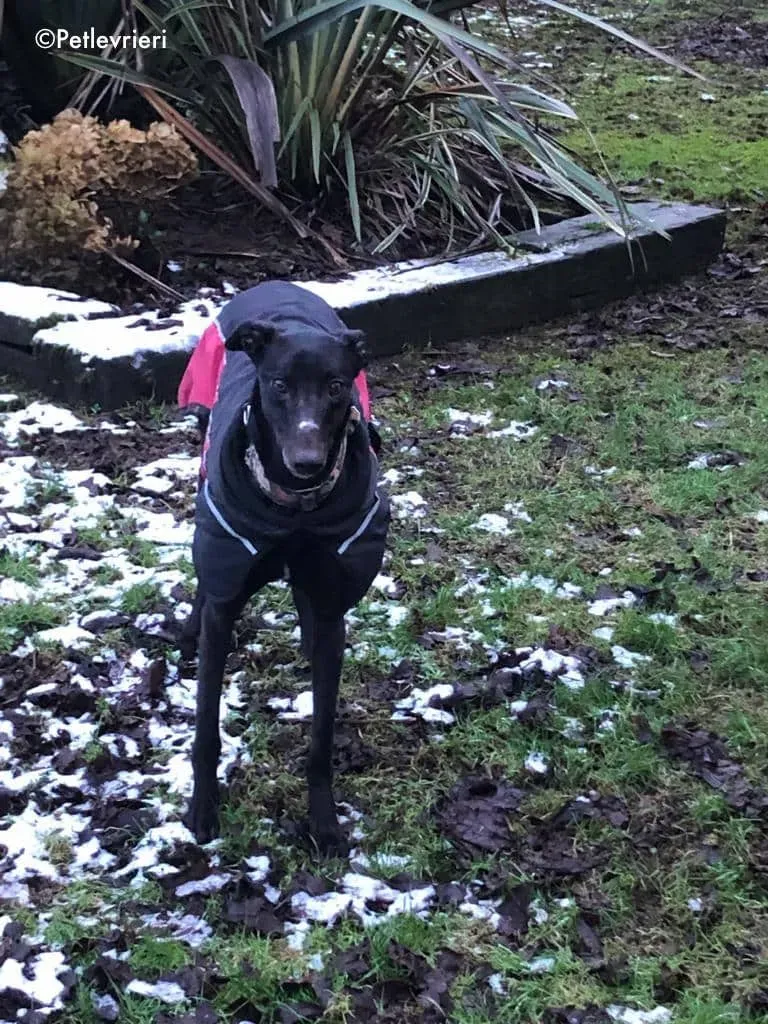 tosca adozione levrieri greyhound 3