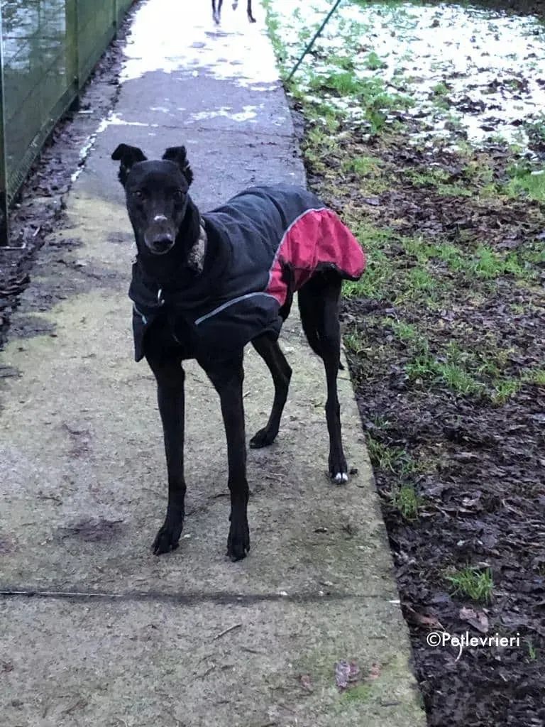 tosca adozione levrieri greyhound 4