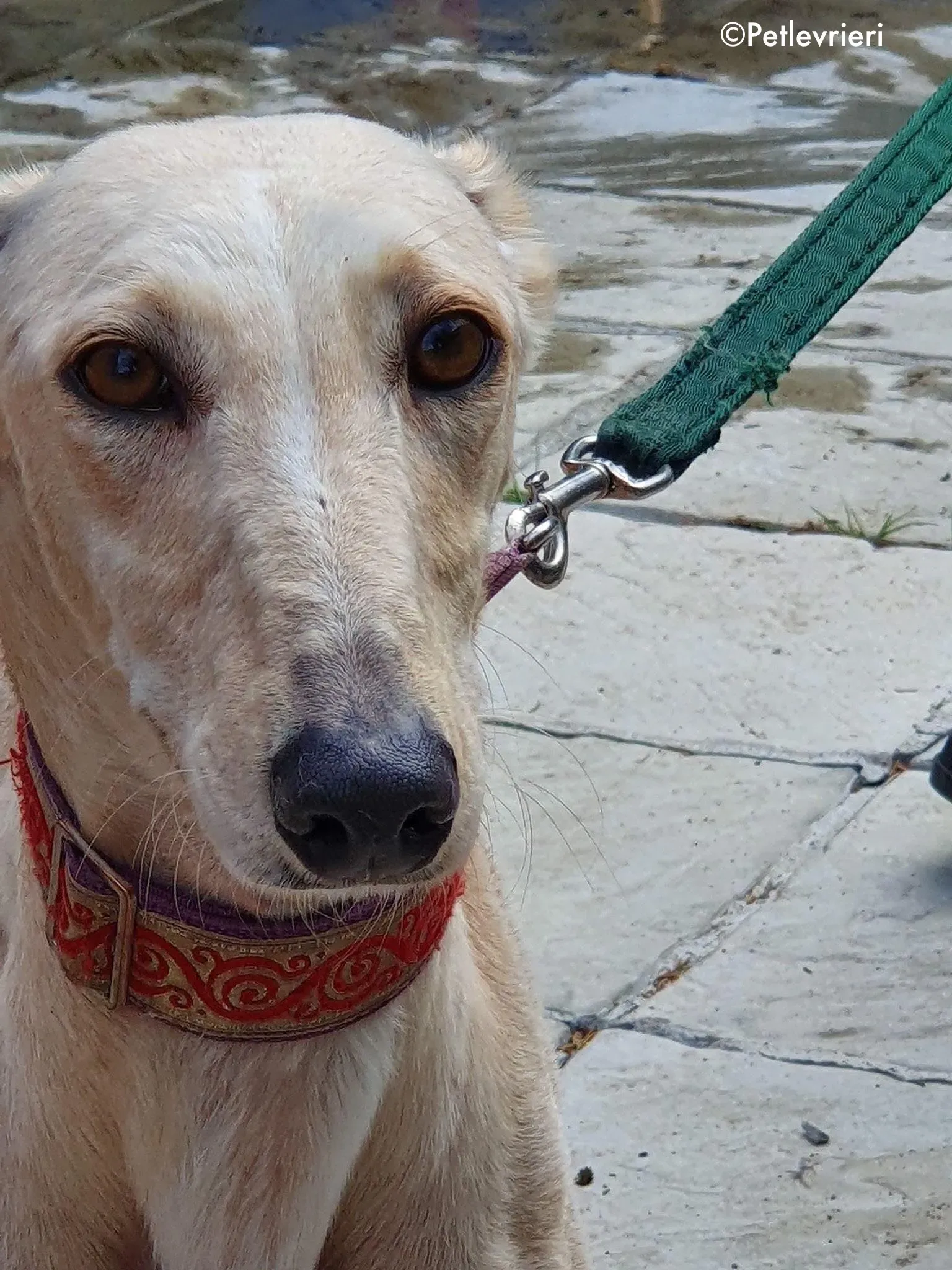 toulou adozione levrieri greyhound 1