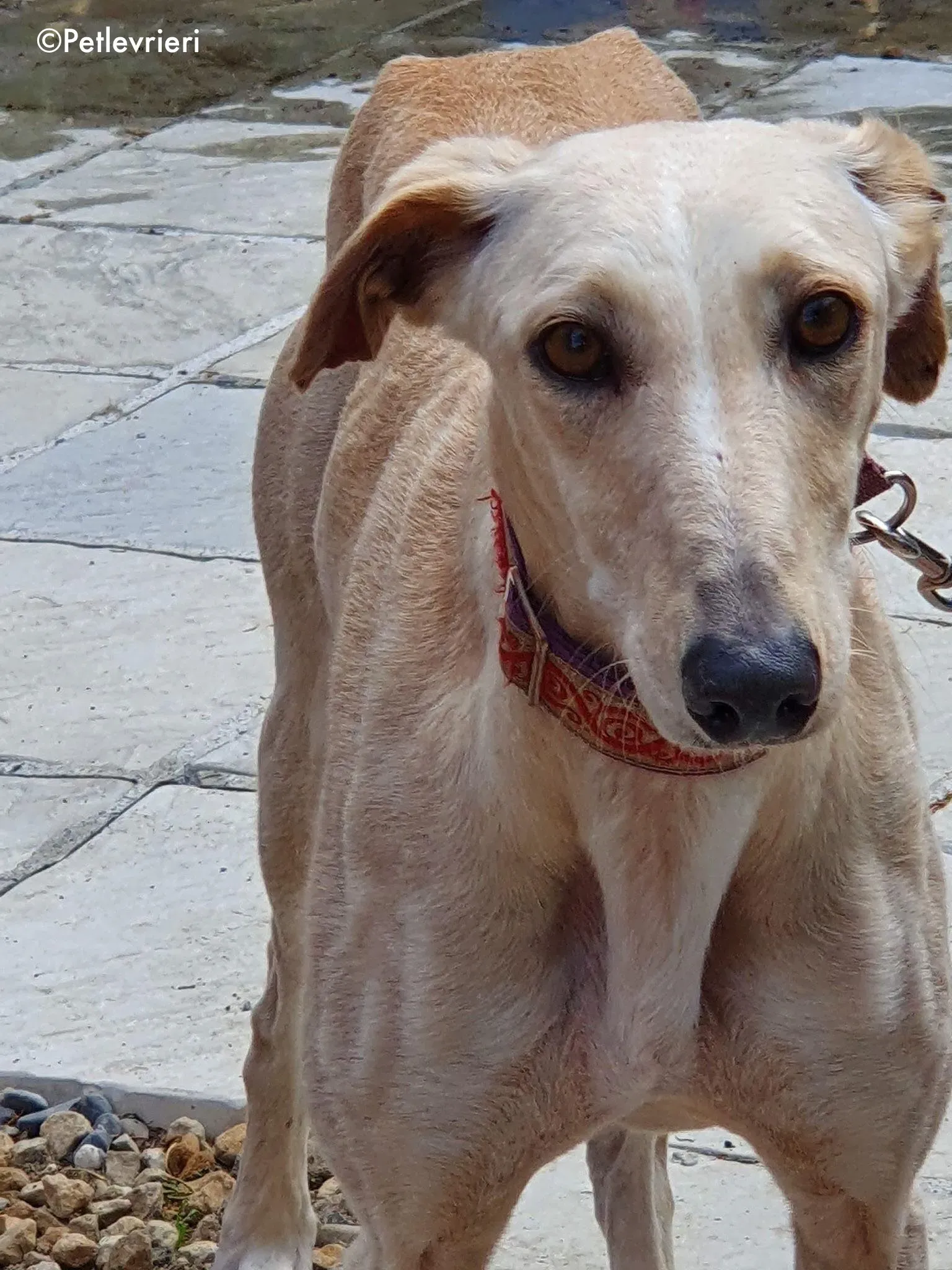 toulou adozione levrieri greyhound 2