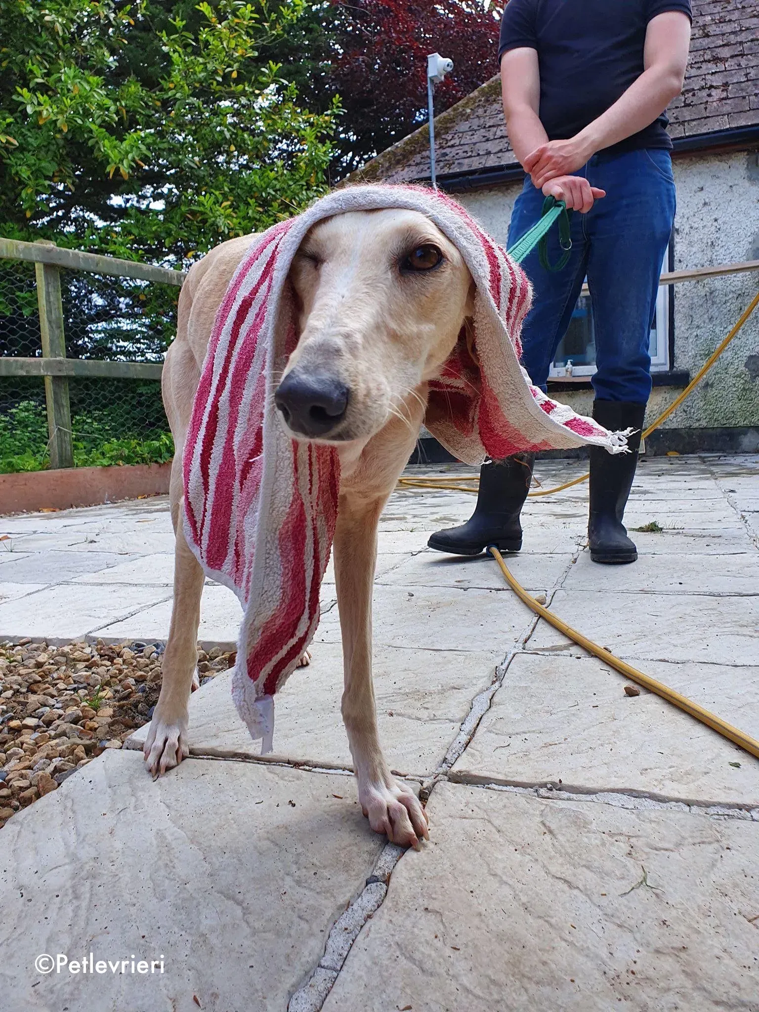 toulou adozione levrieri greyhound 3