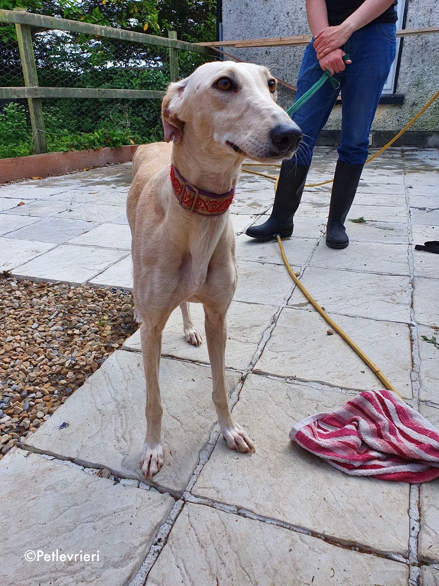 toulou adozione levrieri greyhound 4