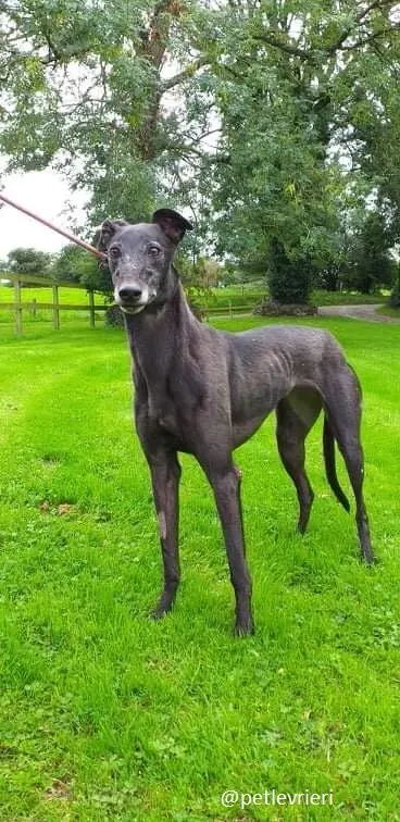 traffic adozione greyhound 1