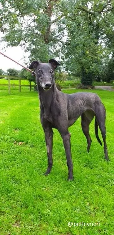 traffic adozione greyhound 2