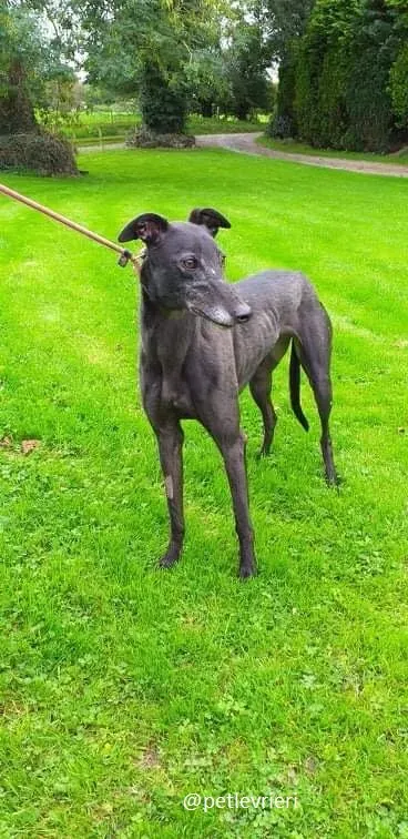 traffic adozione greyhound 3