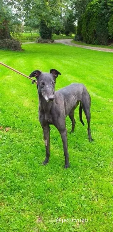 traffic adozione greyhound 4