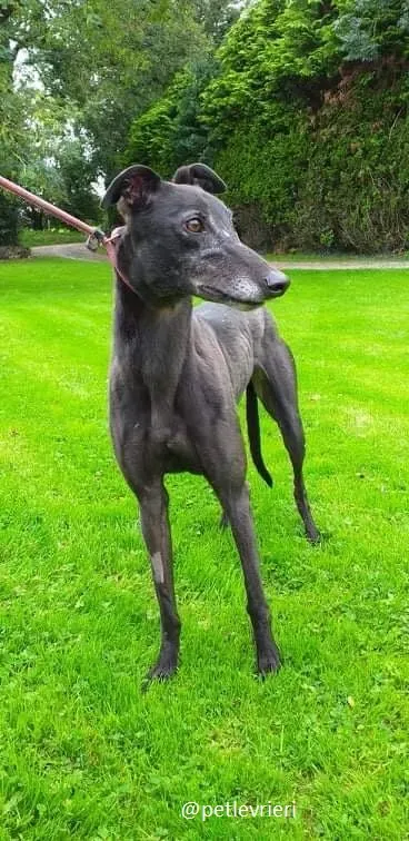 traffic adozione greyhound 5