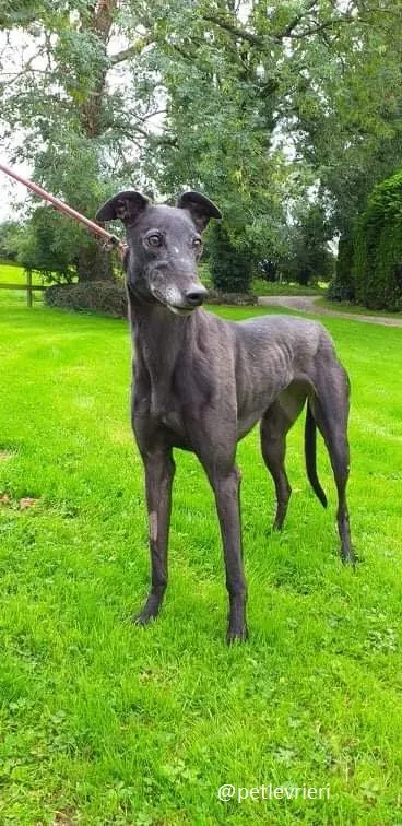 traffic adozione greyhound