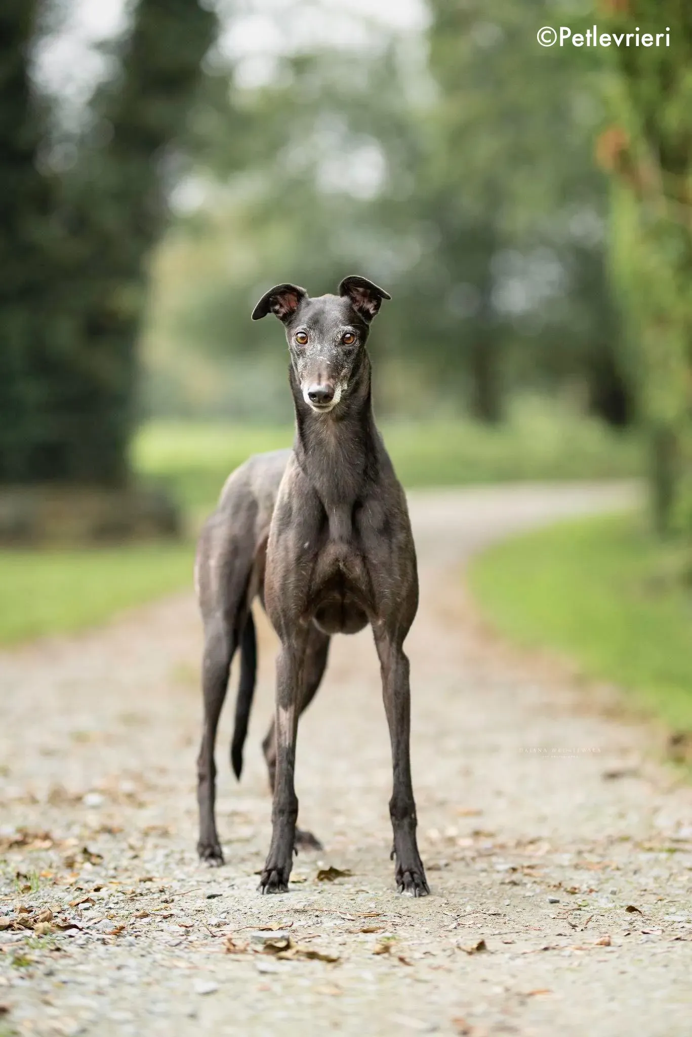 traffic adozione levrieri greyhound 4