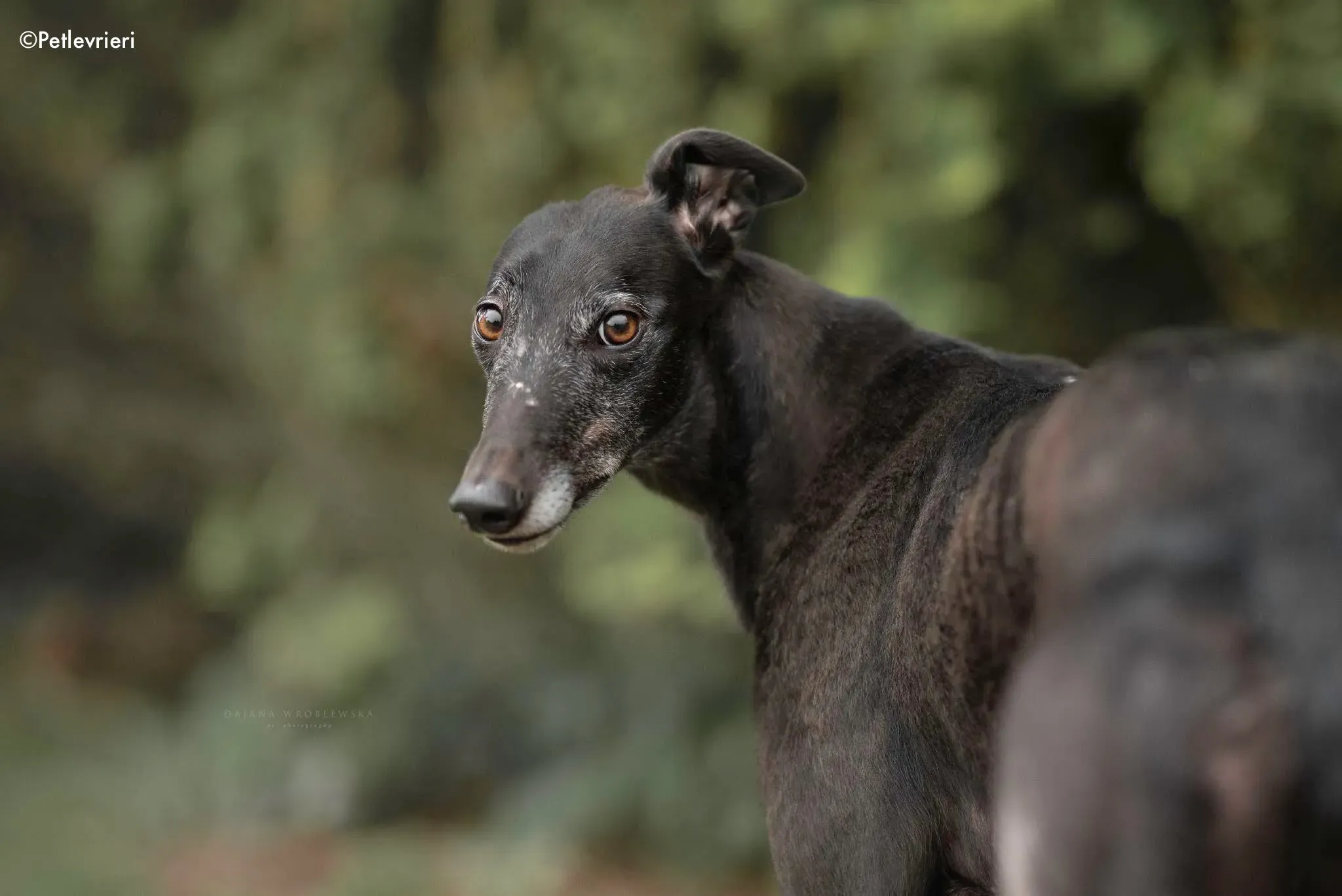 traffic adozione levrieri greyhound 5