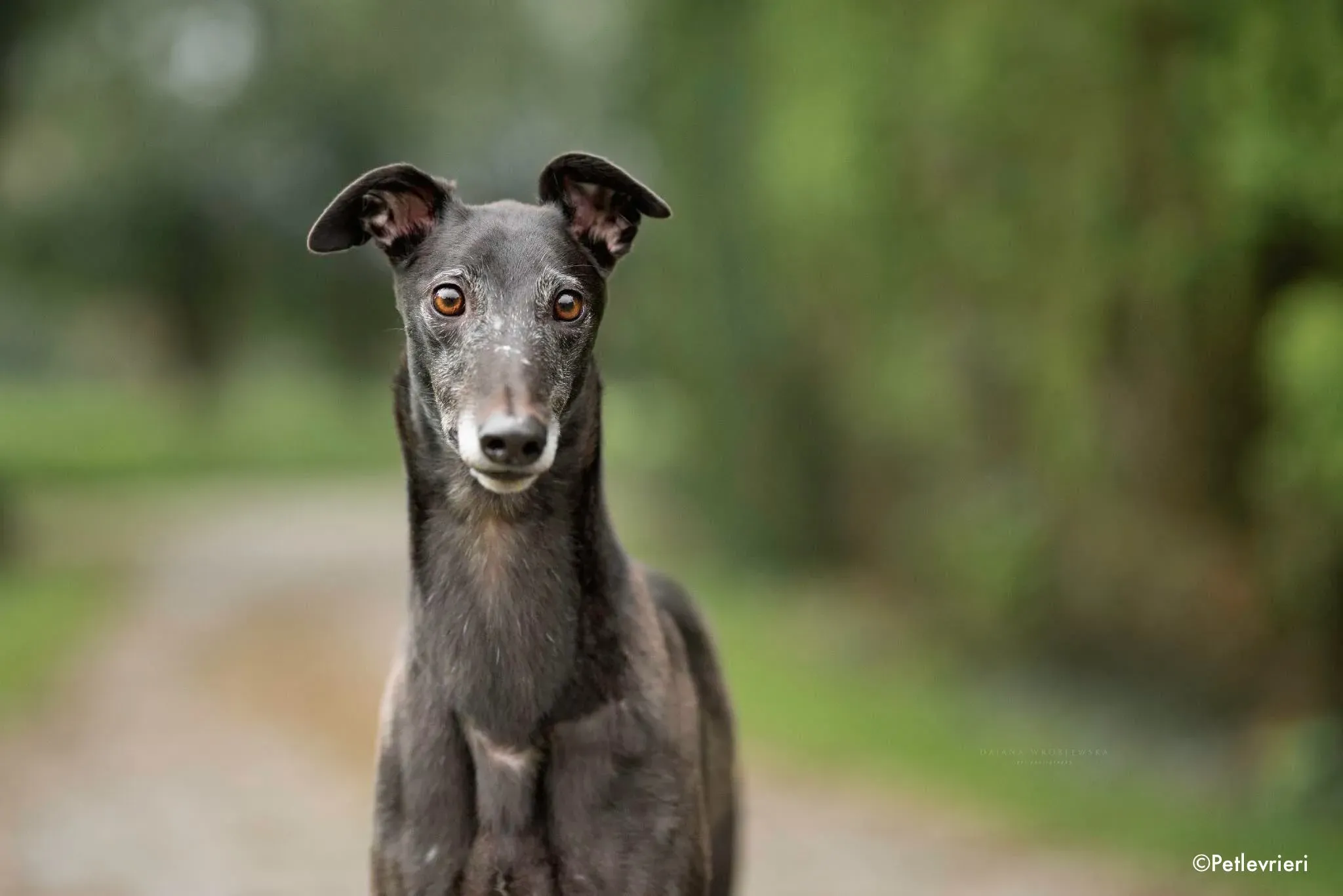 traffic adozione levrieri greyhound 6