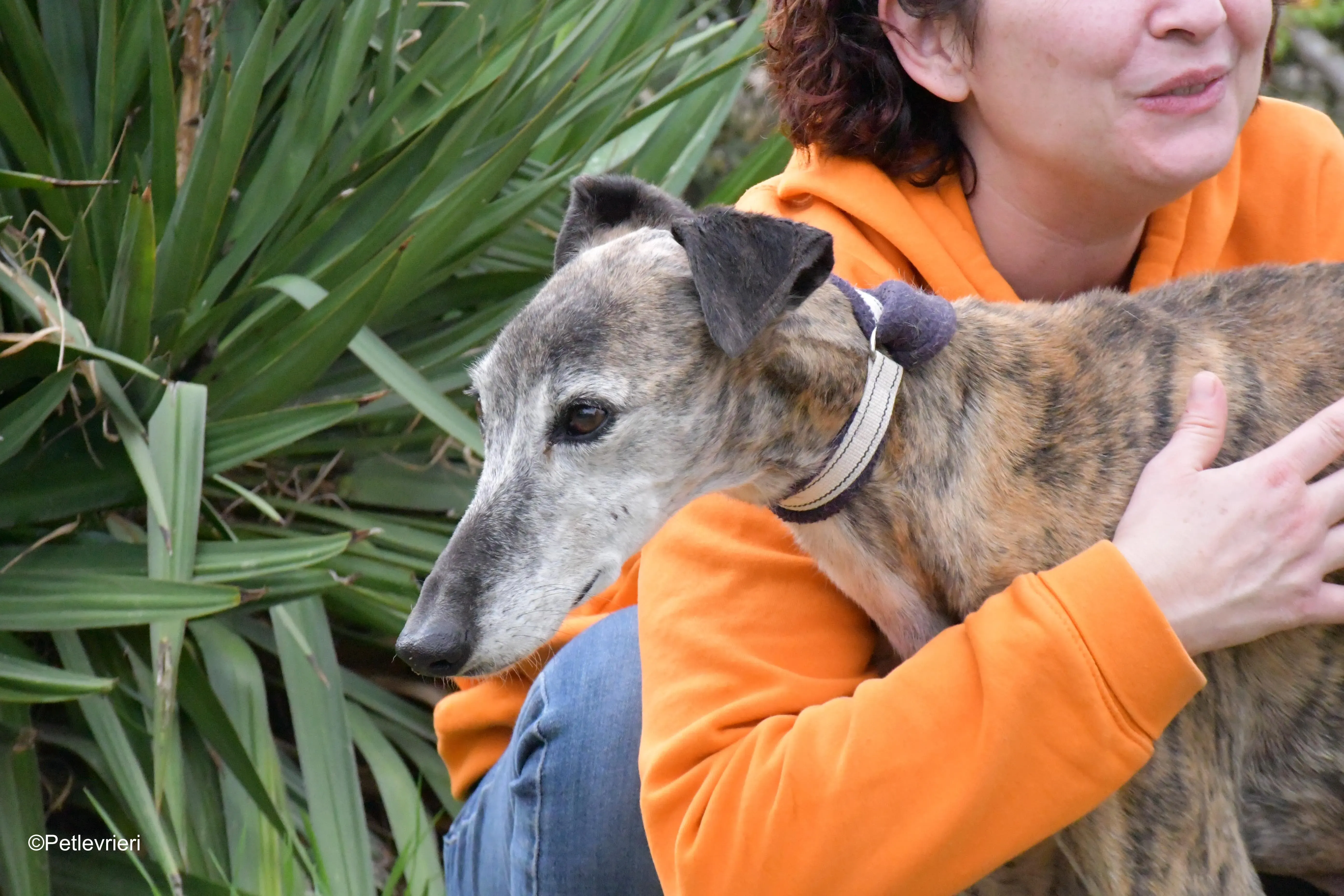 tralla adozione levrieri galgo 1