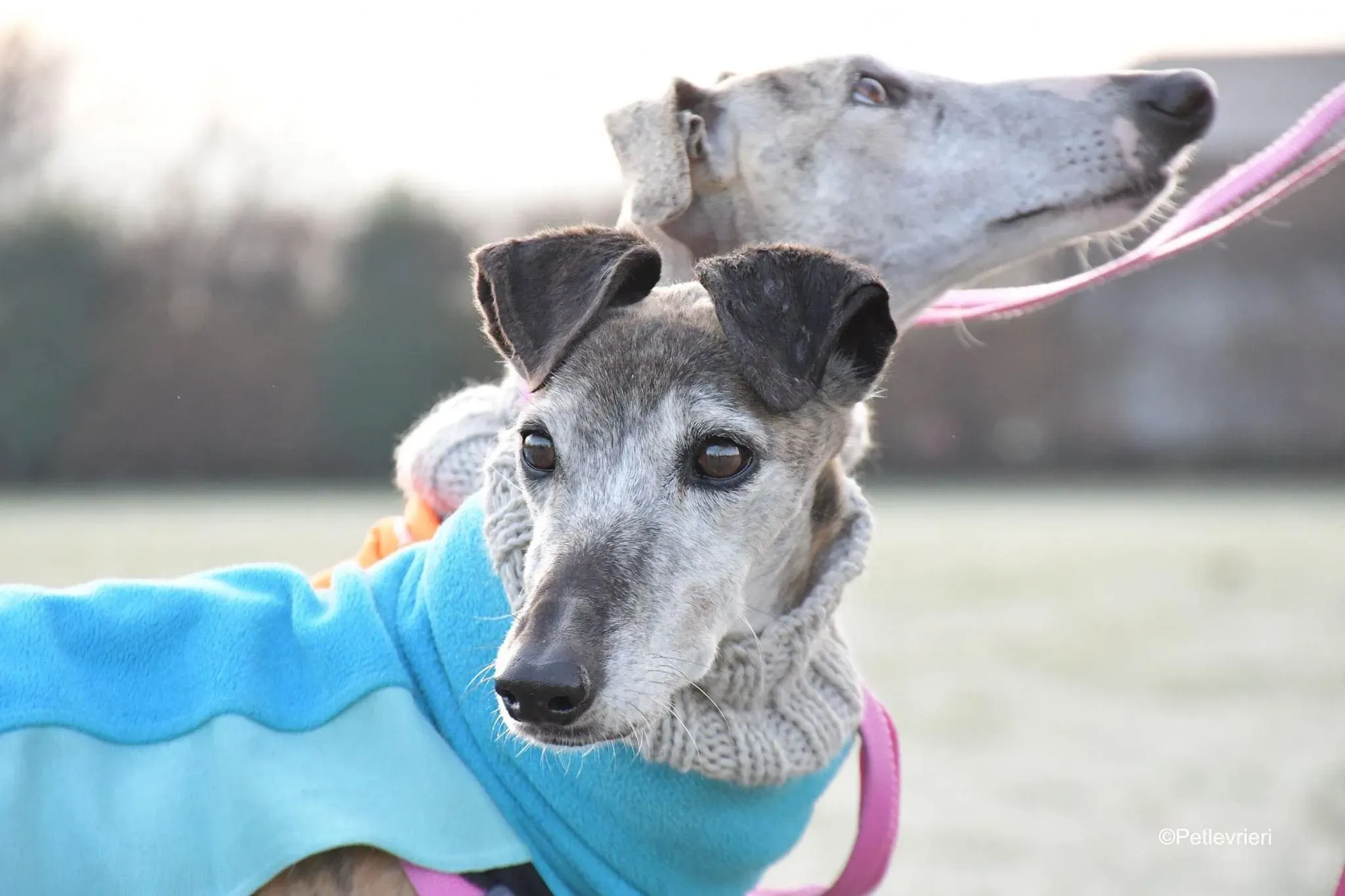 tralla adozione levrieri galgo 10 1